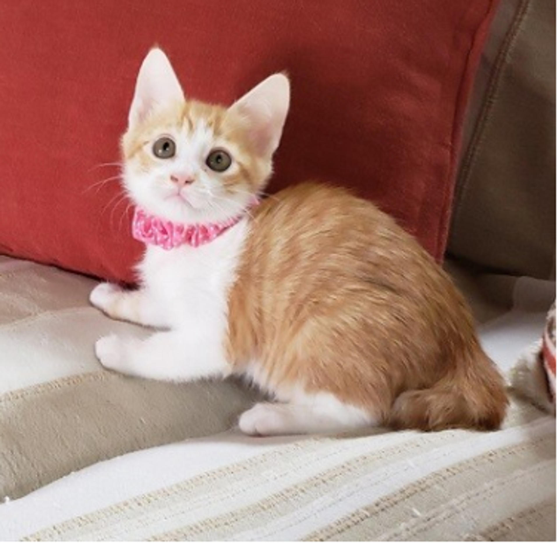 pet-image-6