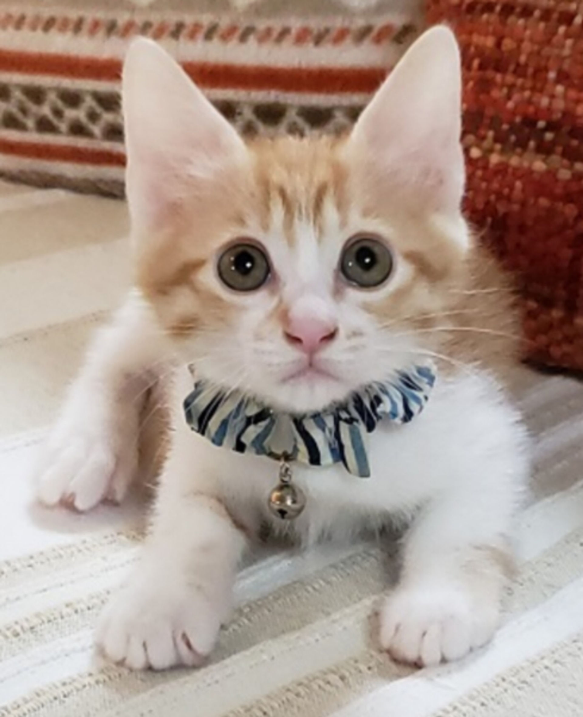 雑種（ミックス猫）・オスの里親募集の写真