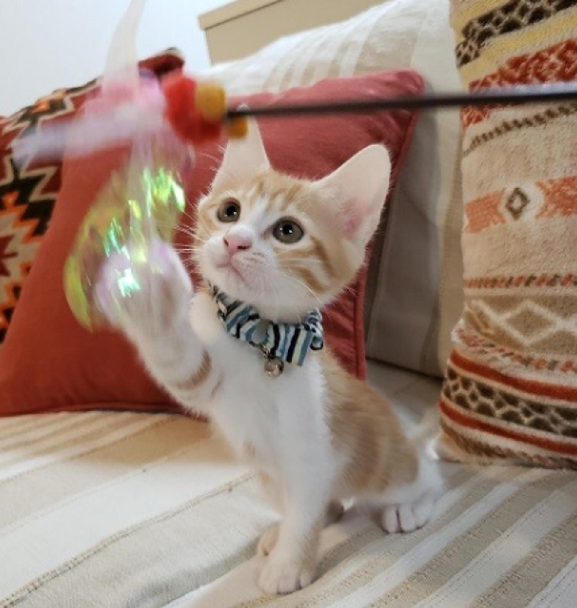 pet-image-3