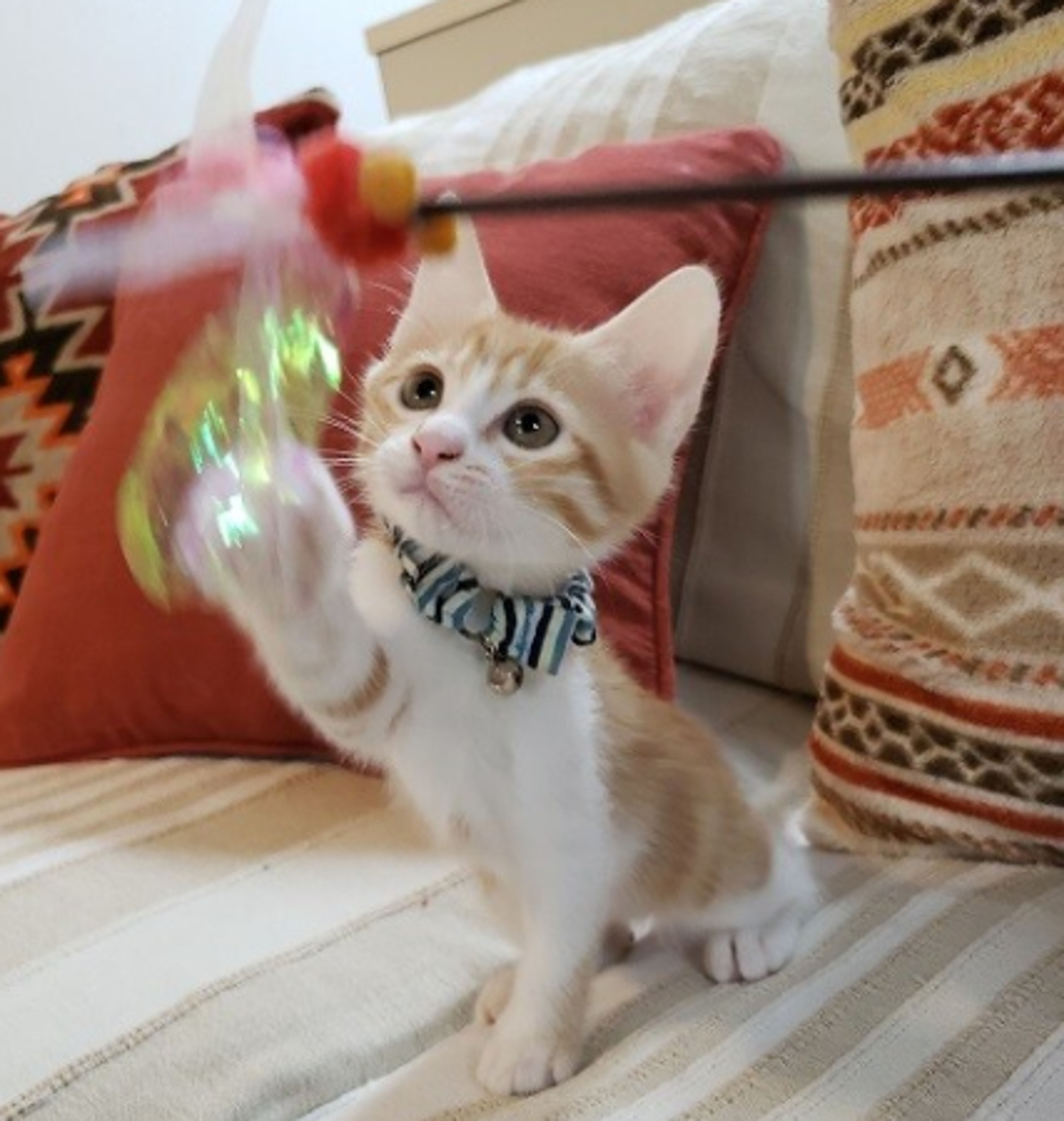pet-image-3