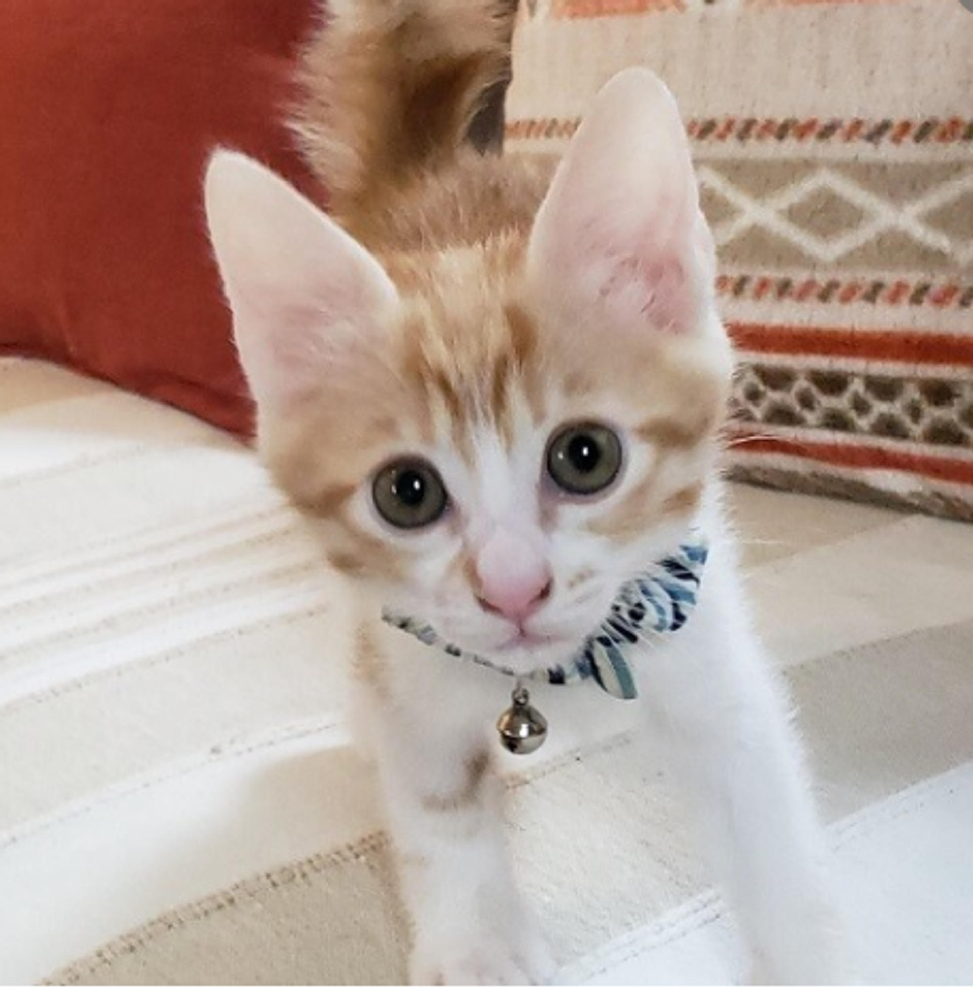 pet-image-4