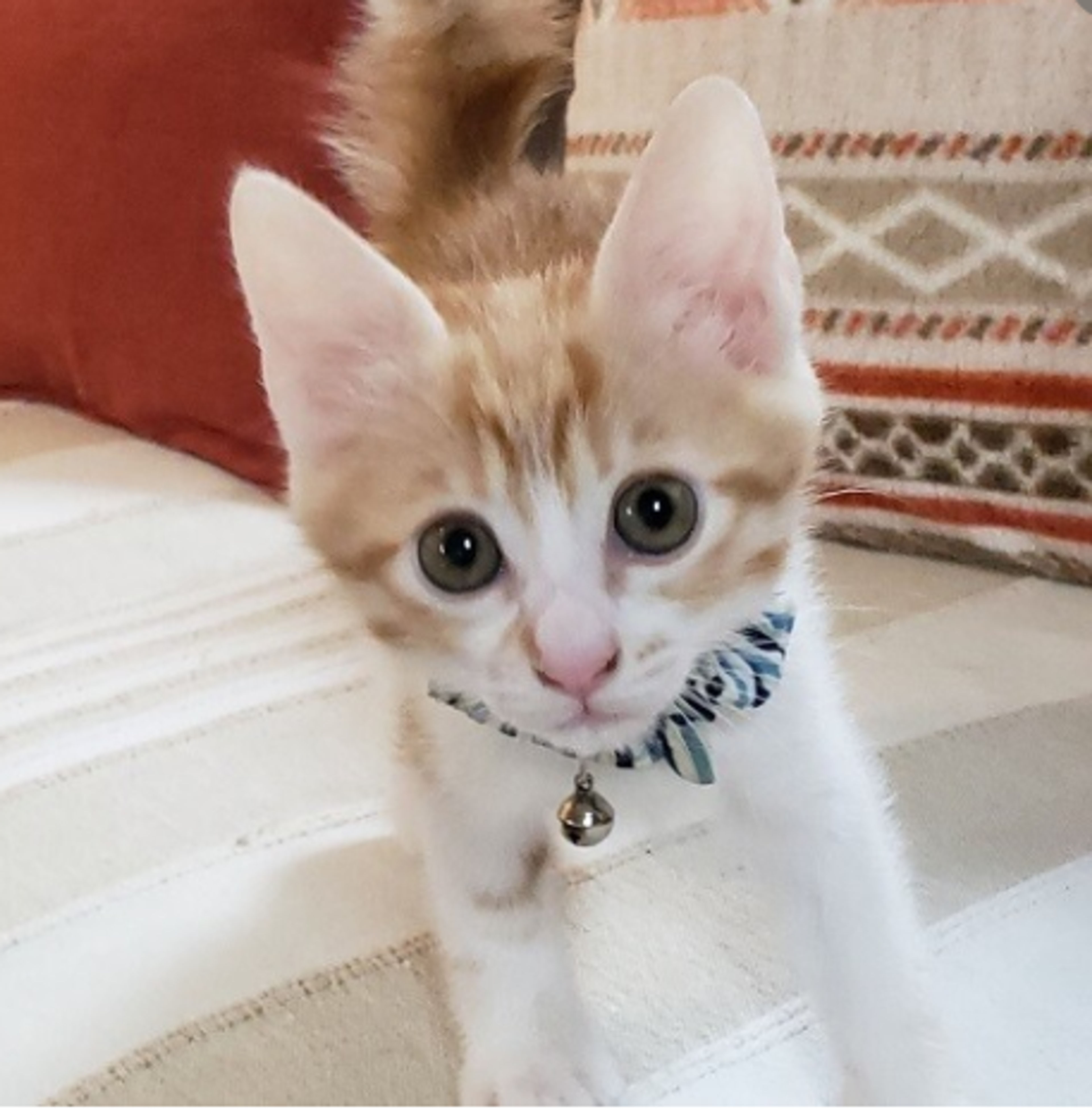 pet-image-4