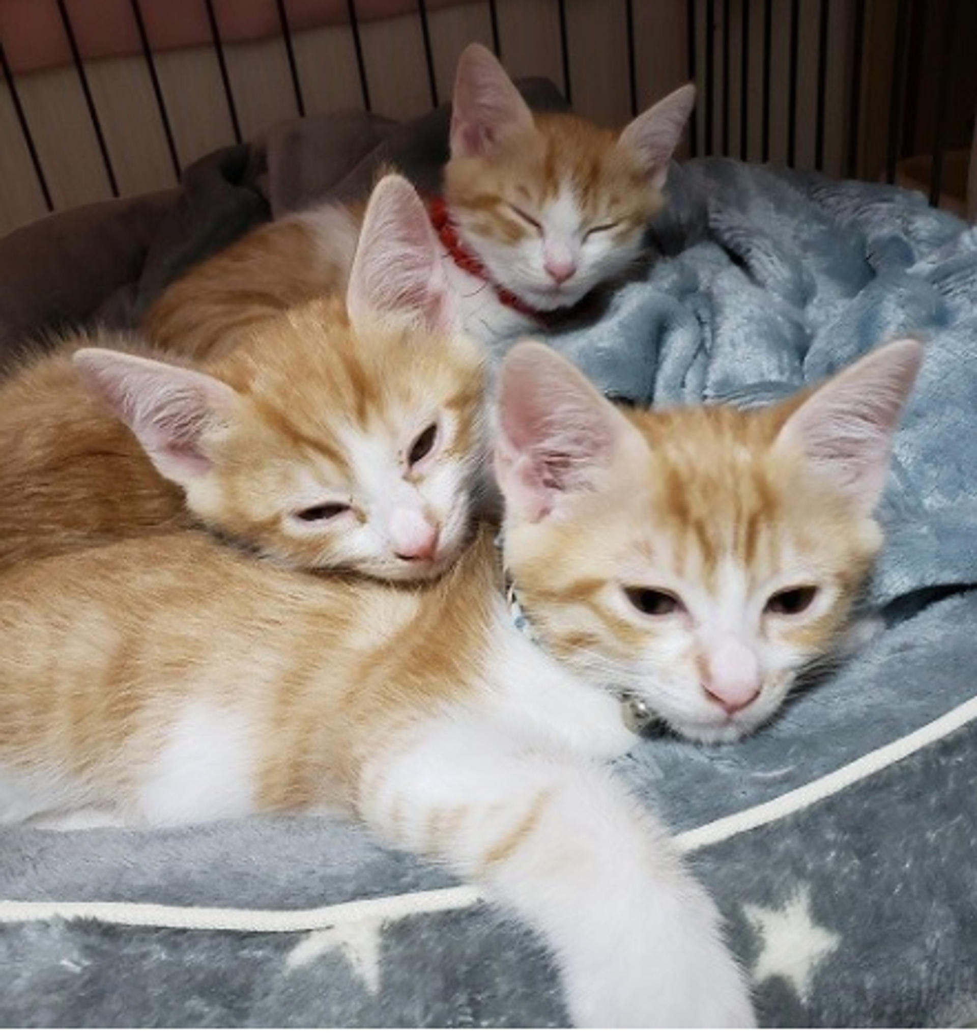 pet-image-5
