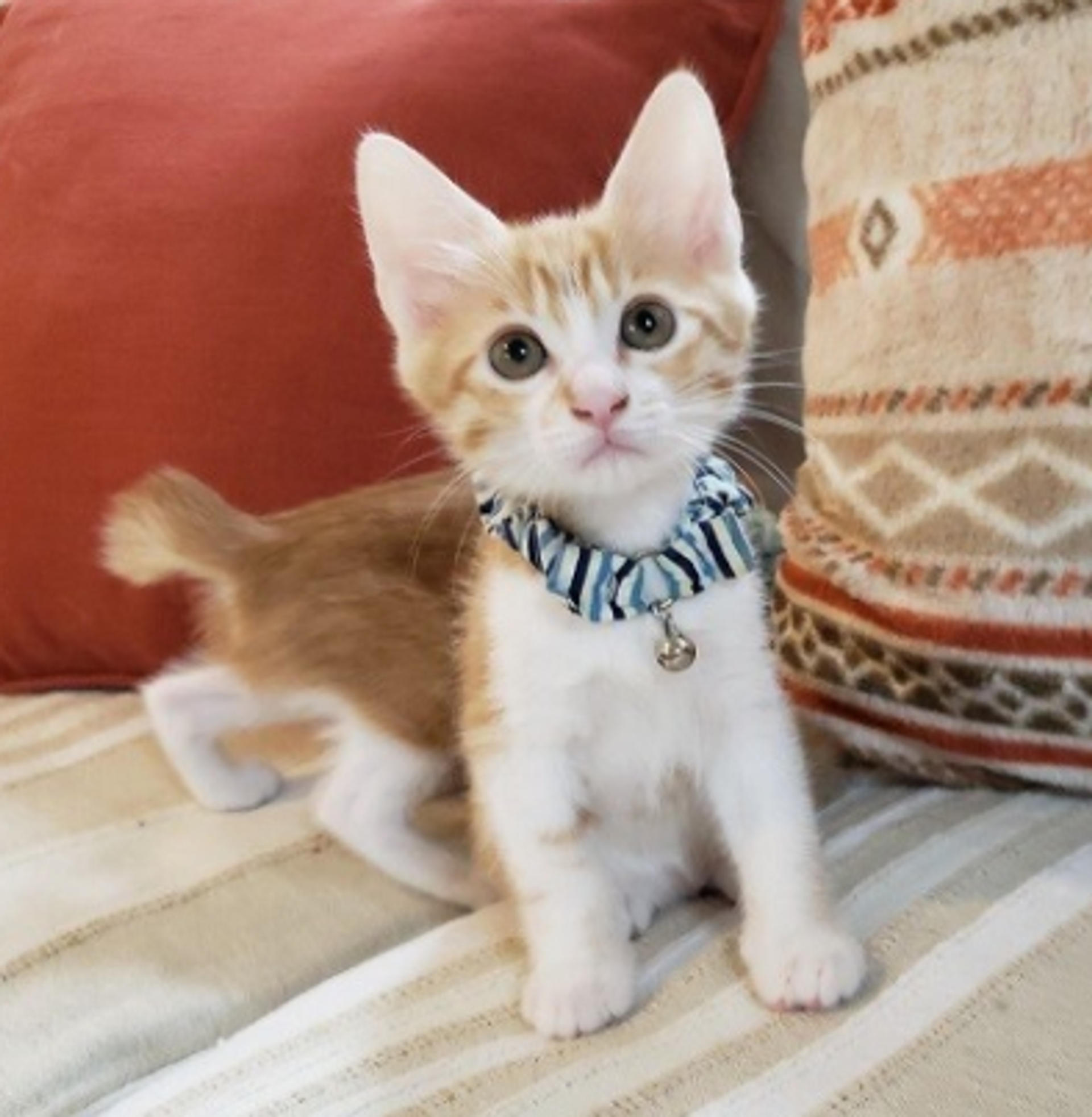 pet-image-6