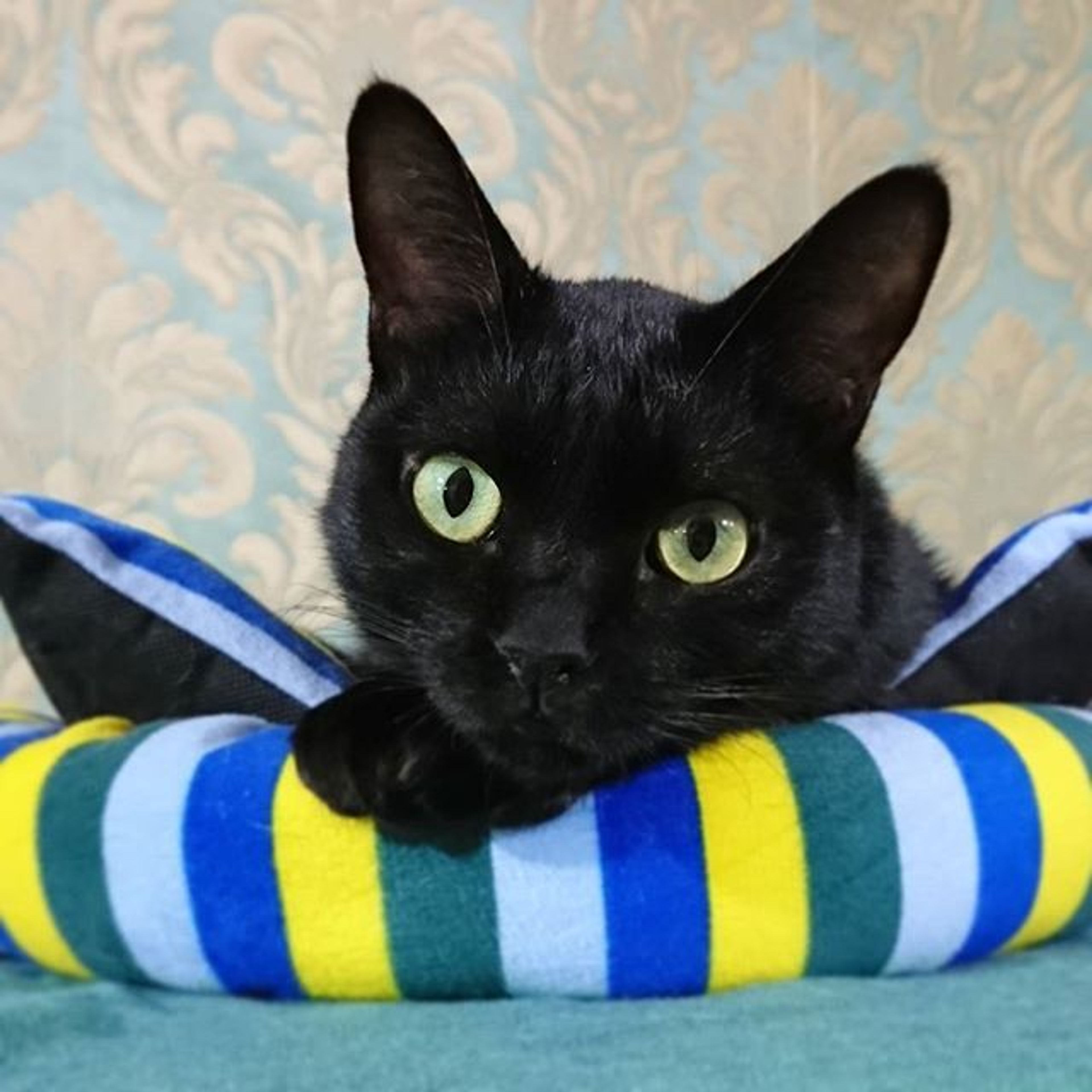 雑種（ミックス猫）・メスの里親募集の写真