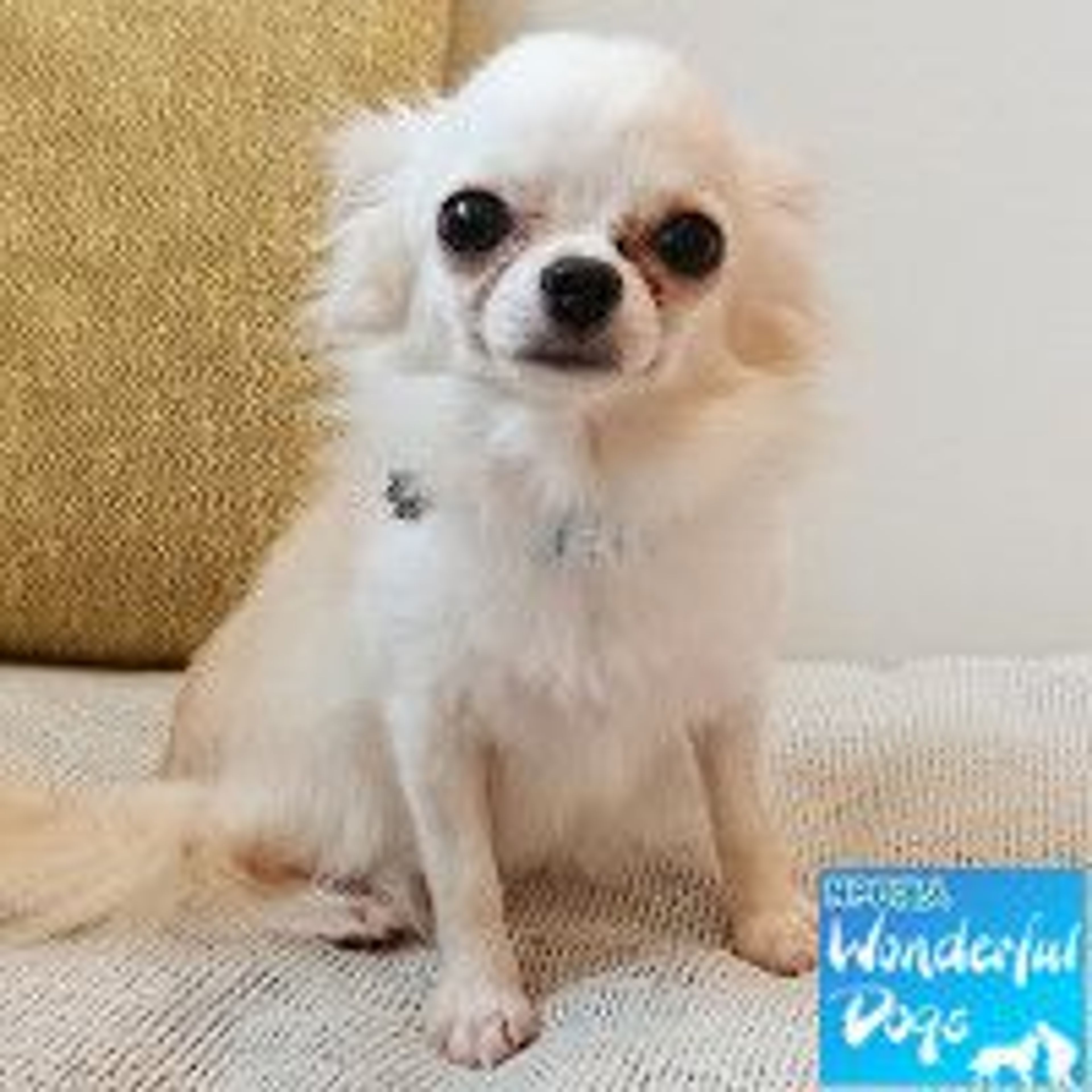 チワワ・メスの里親募集の写真