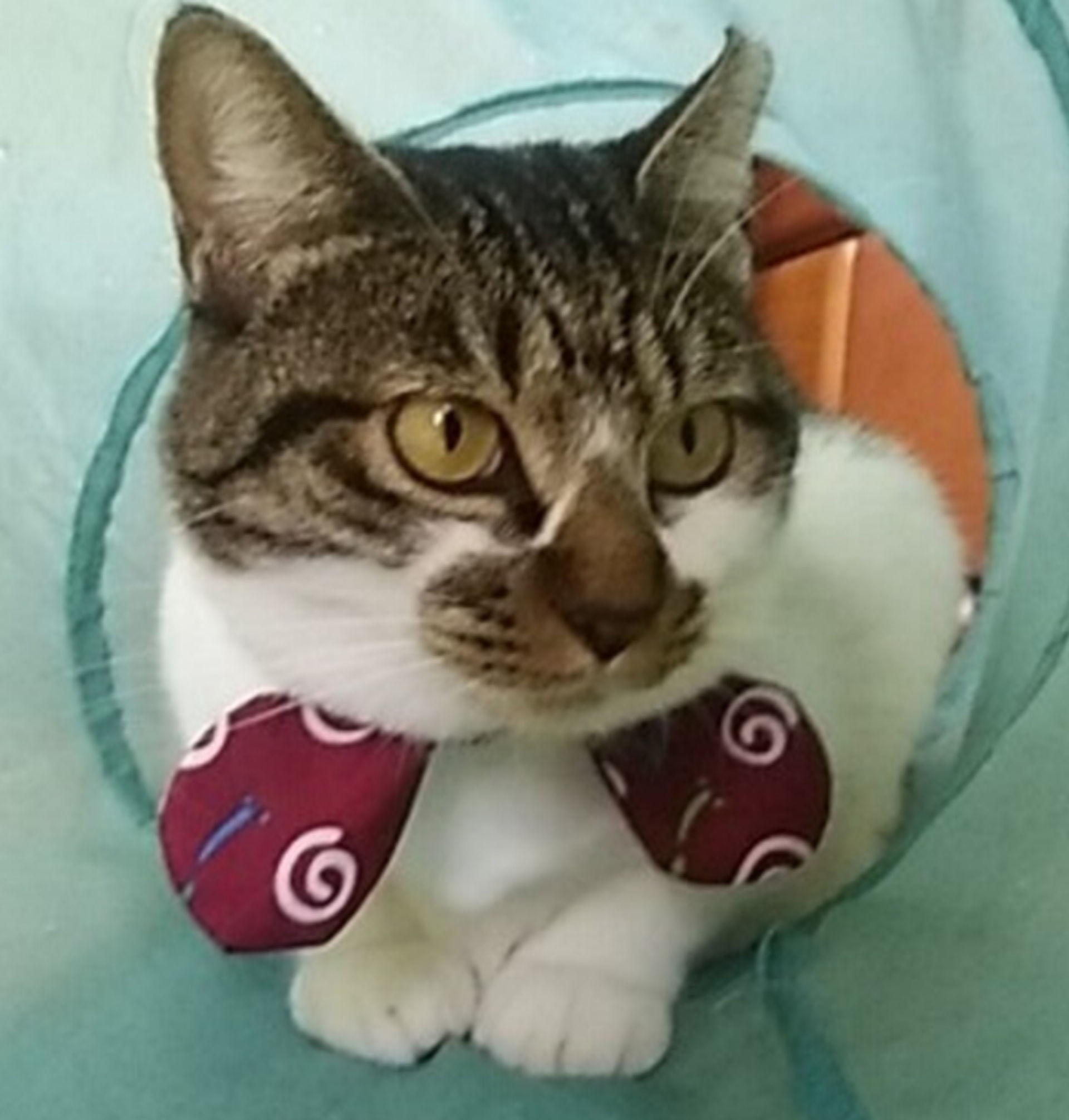 雑種（ミックス猫）・メスの里親募集の写真