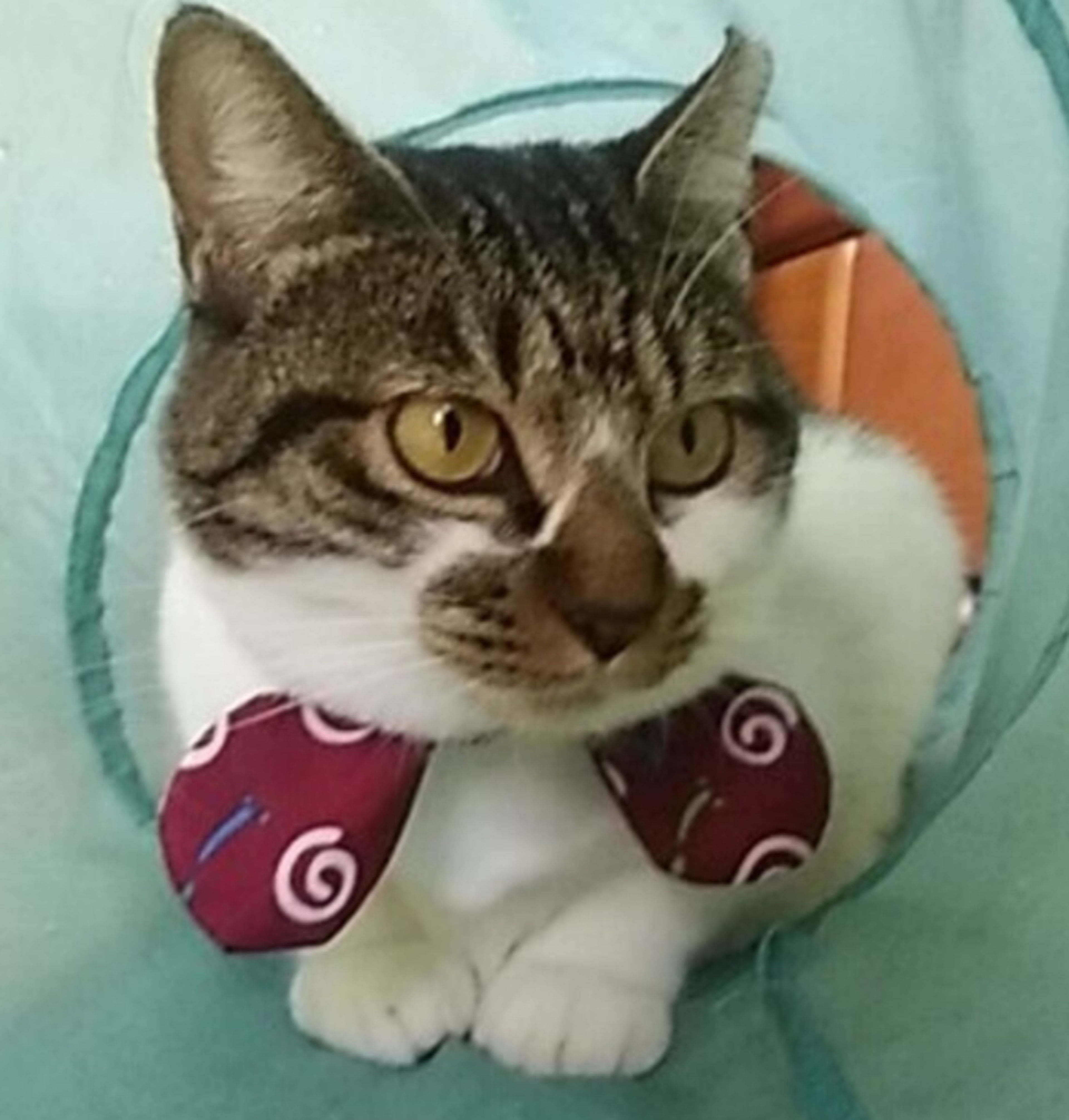 雑種（ミックス猫）・メスの里親募集の写真