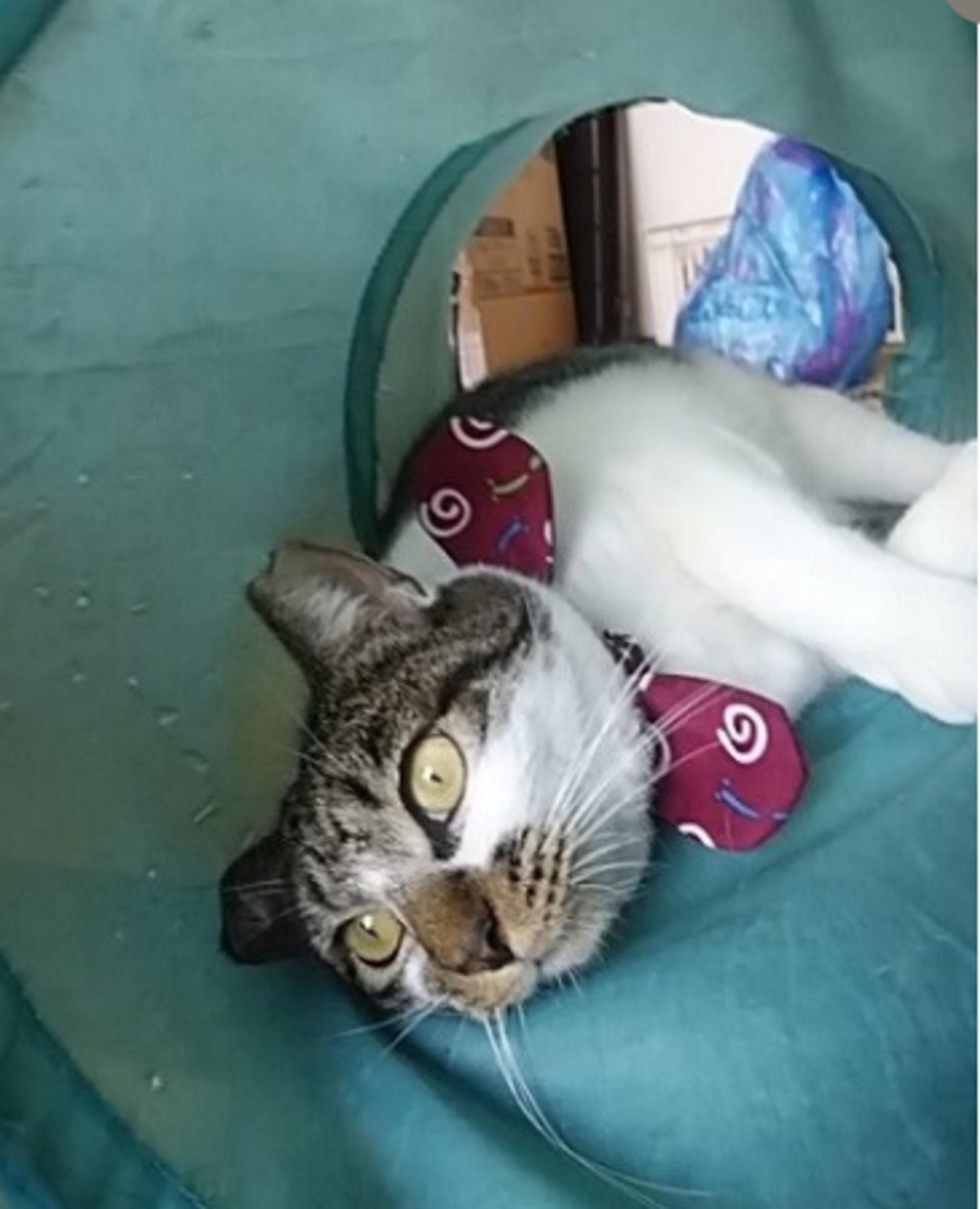 pet-image-3