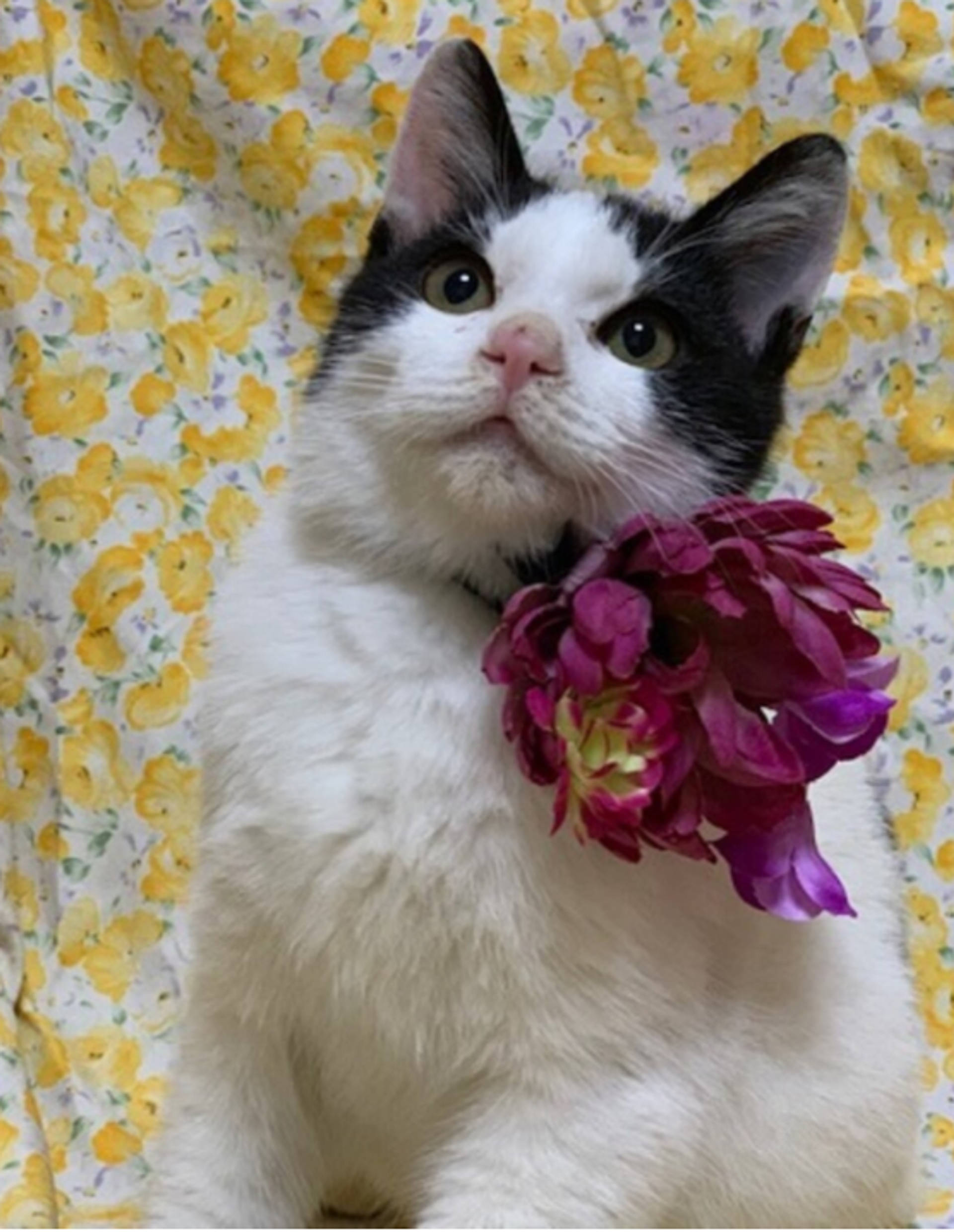 雑種（ミックス猫）・オスの里親募集の写真