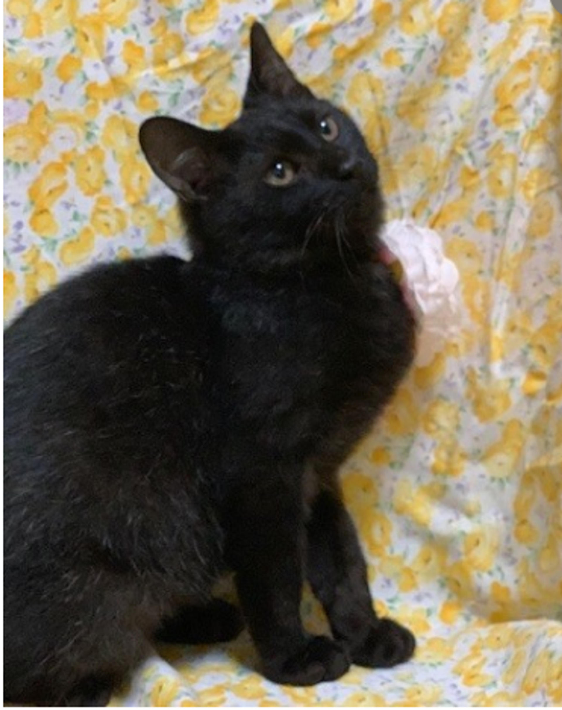 pet-image-3