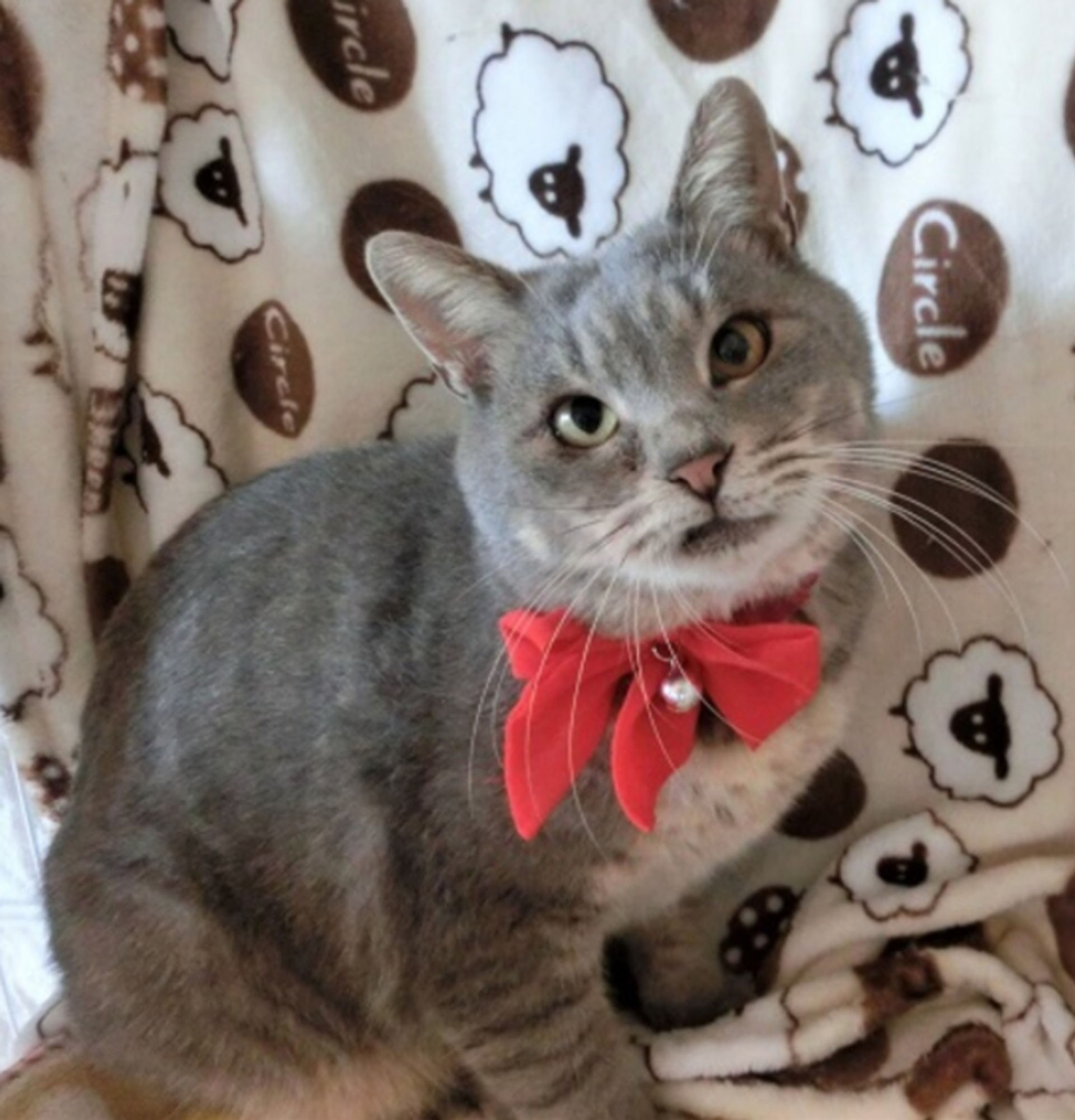 雑種（ミックス猫）・オスの里親募集の写真