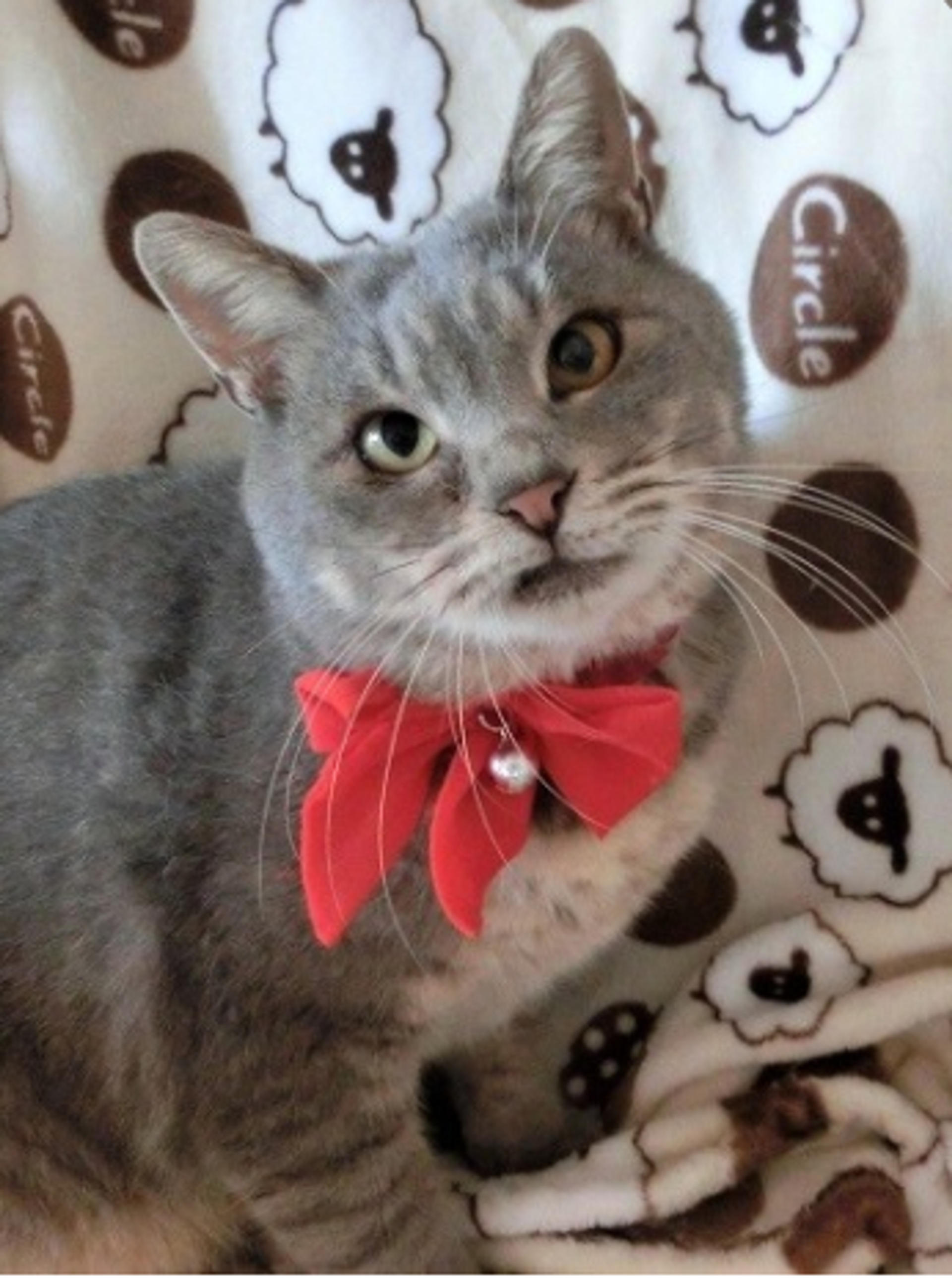 pet-image-3