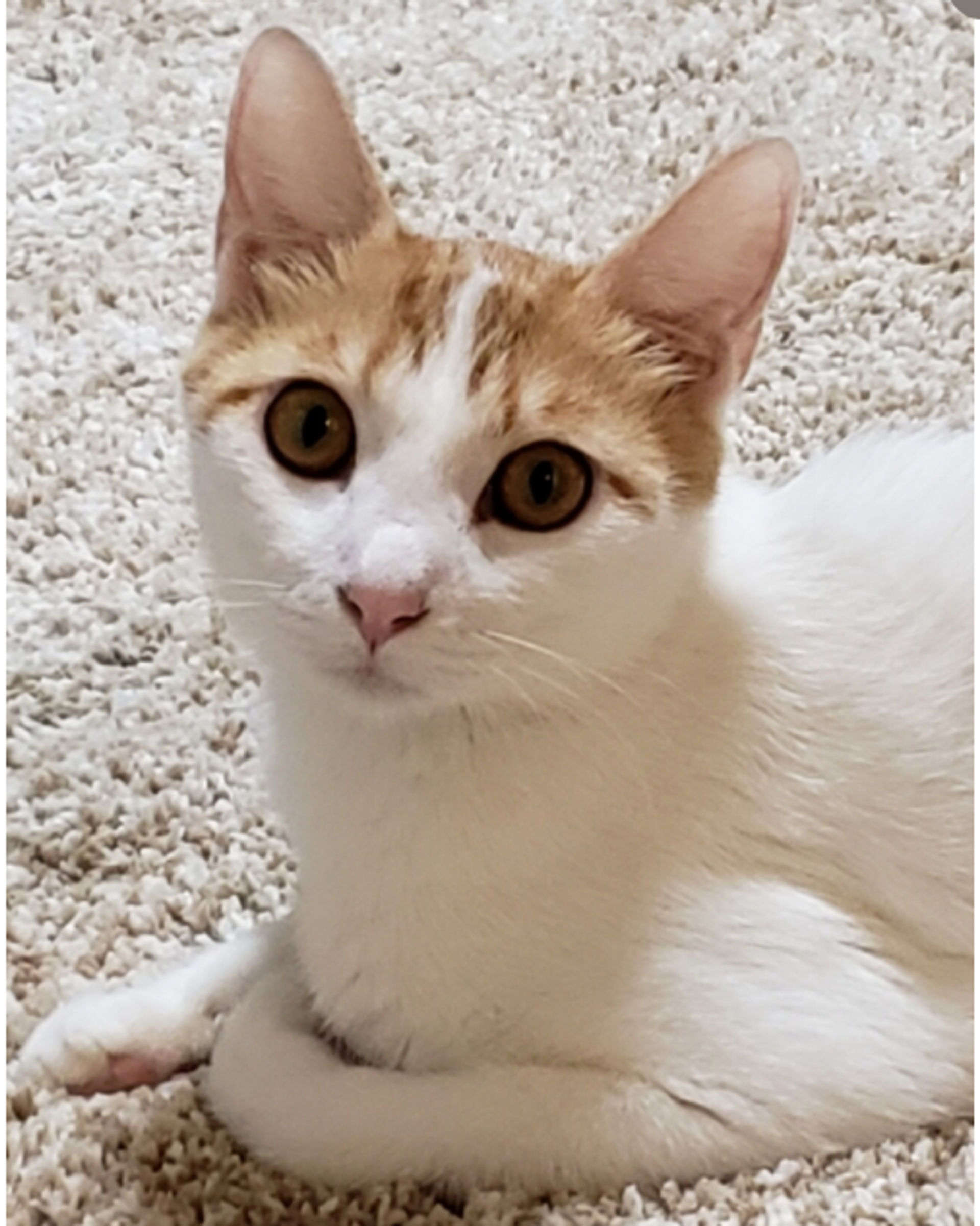 雑種（ミックス猫）・メスの里親募集の写真