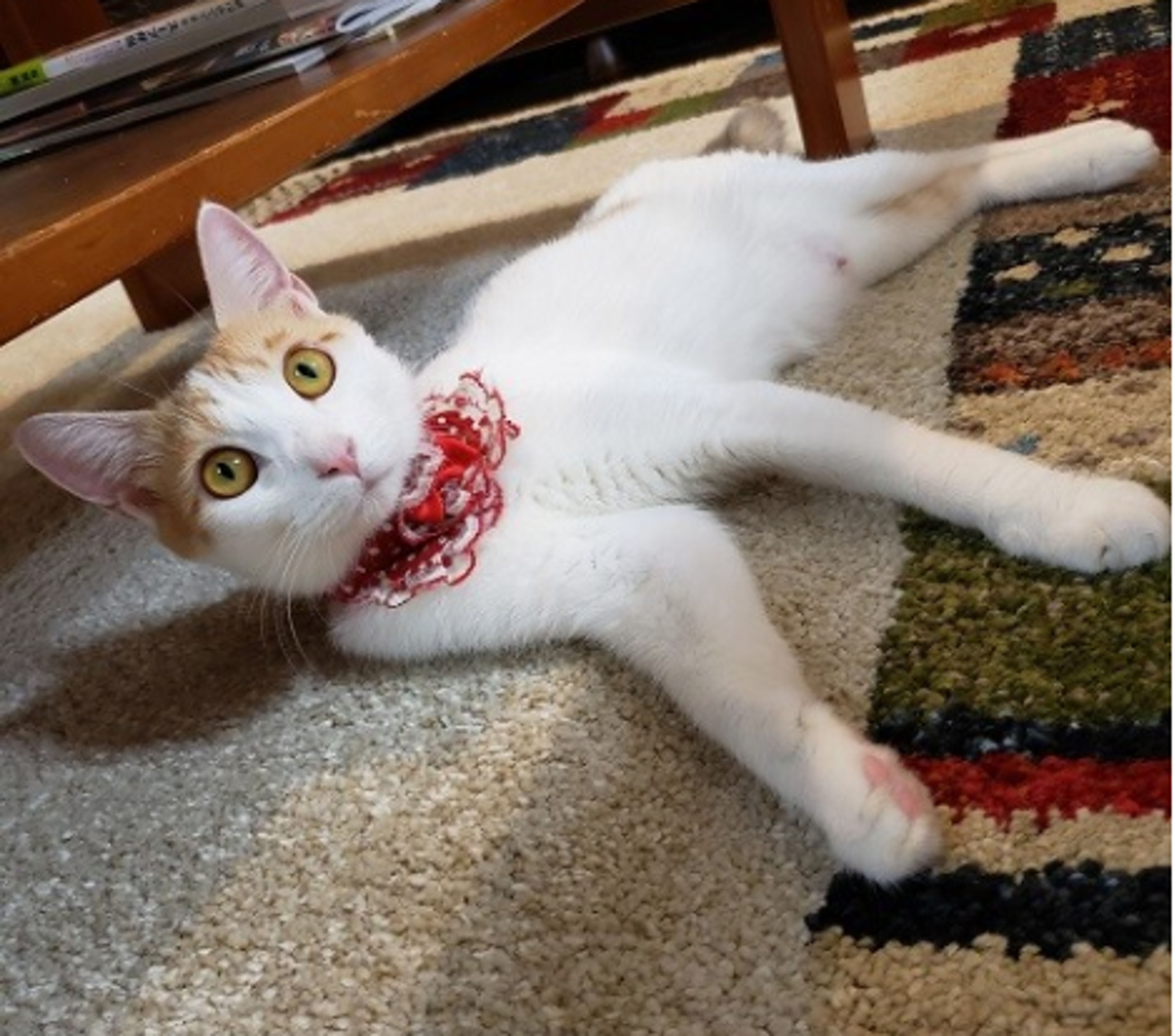pet-image-3