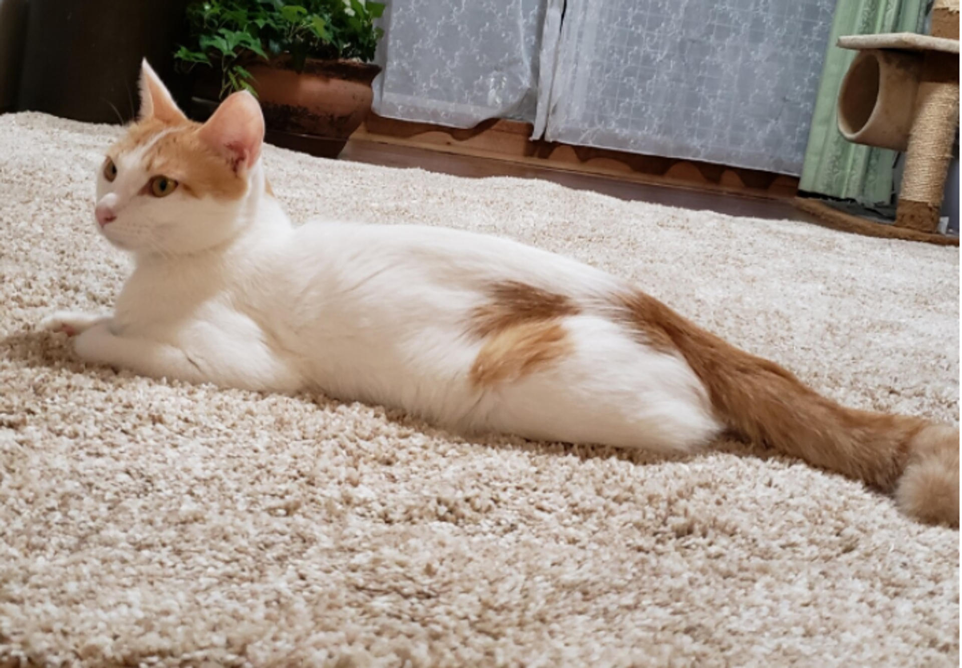 pet-image-4