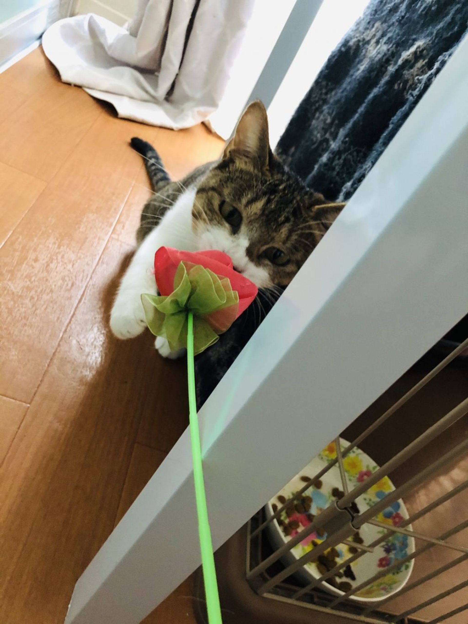 雑種（ミックス猫）・メスの里親募集の写真