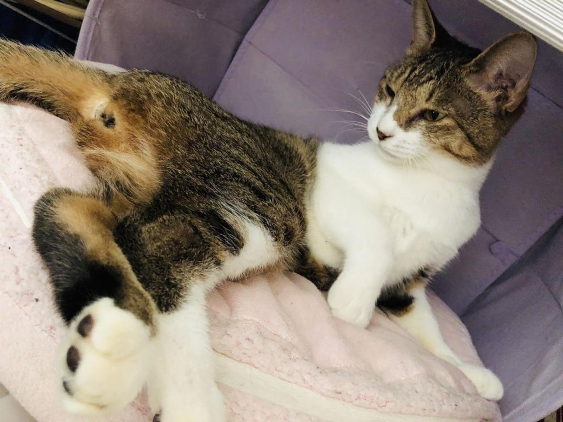 pet-image-2