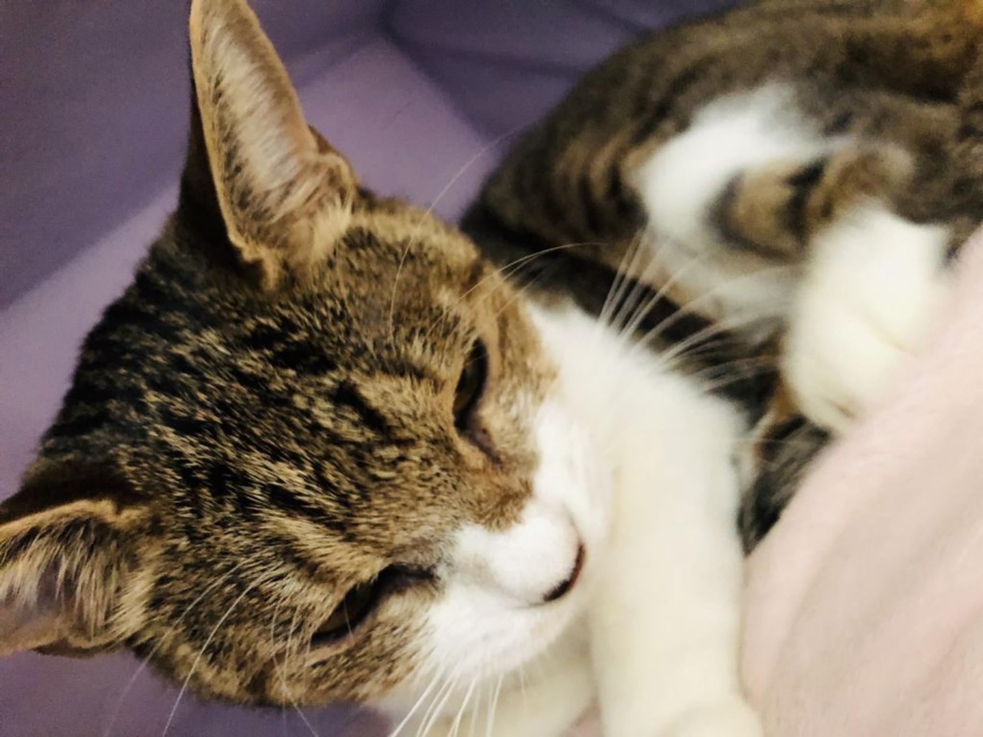 pet-image-3