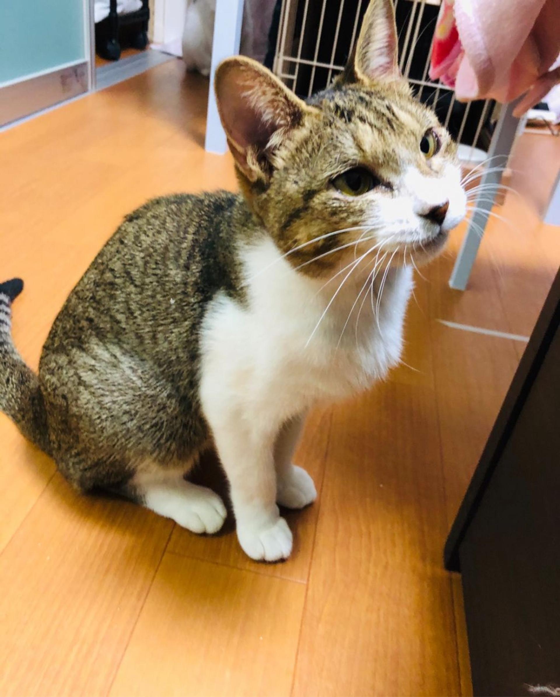 pet-image-6