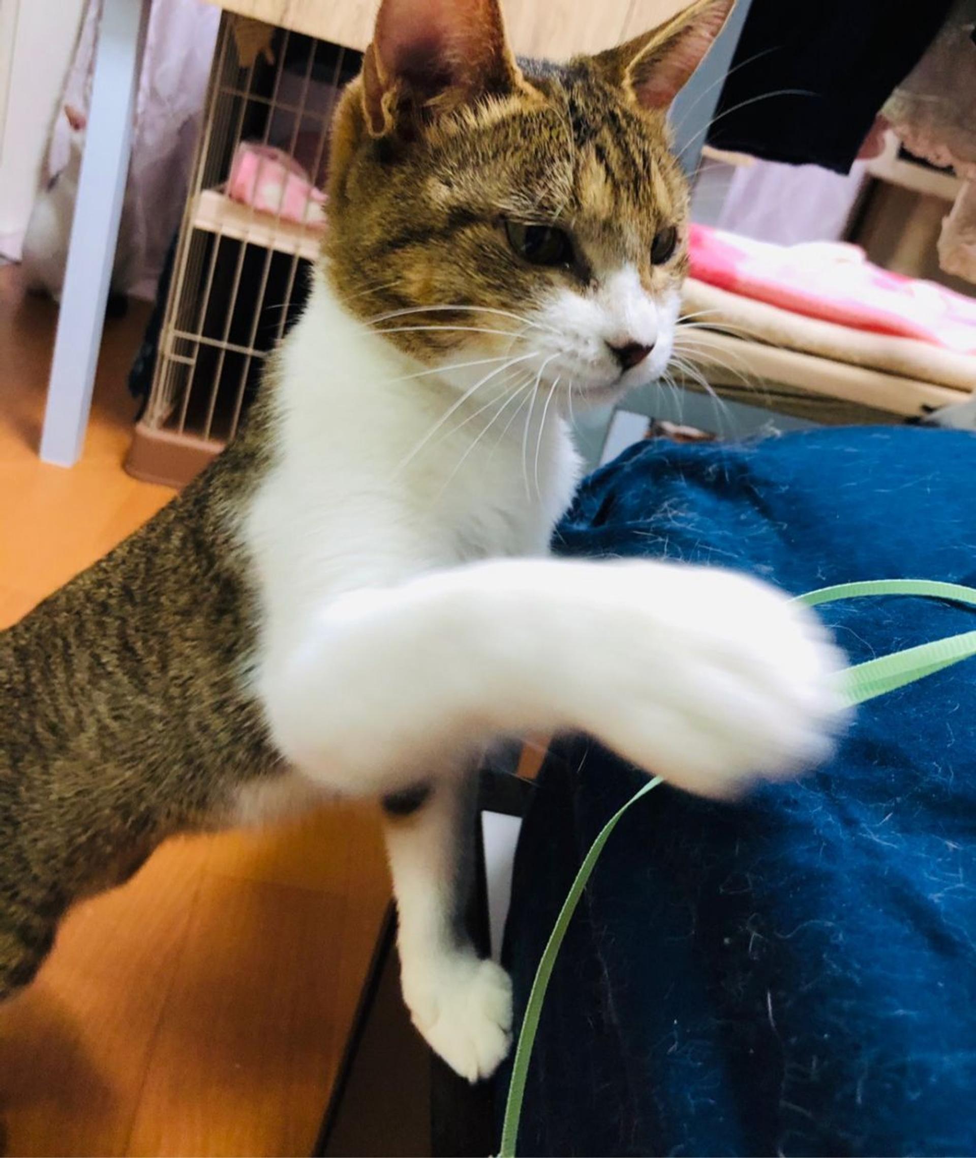 pet-image-7