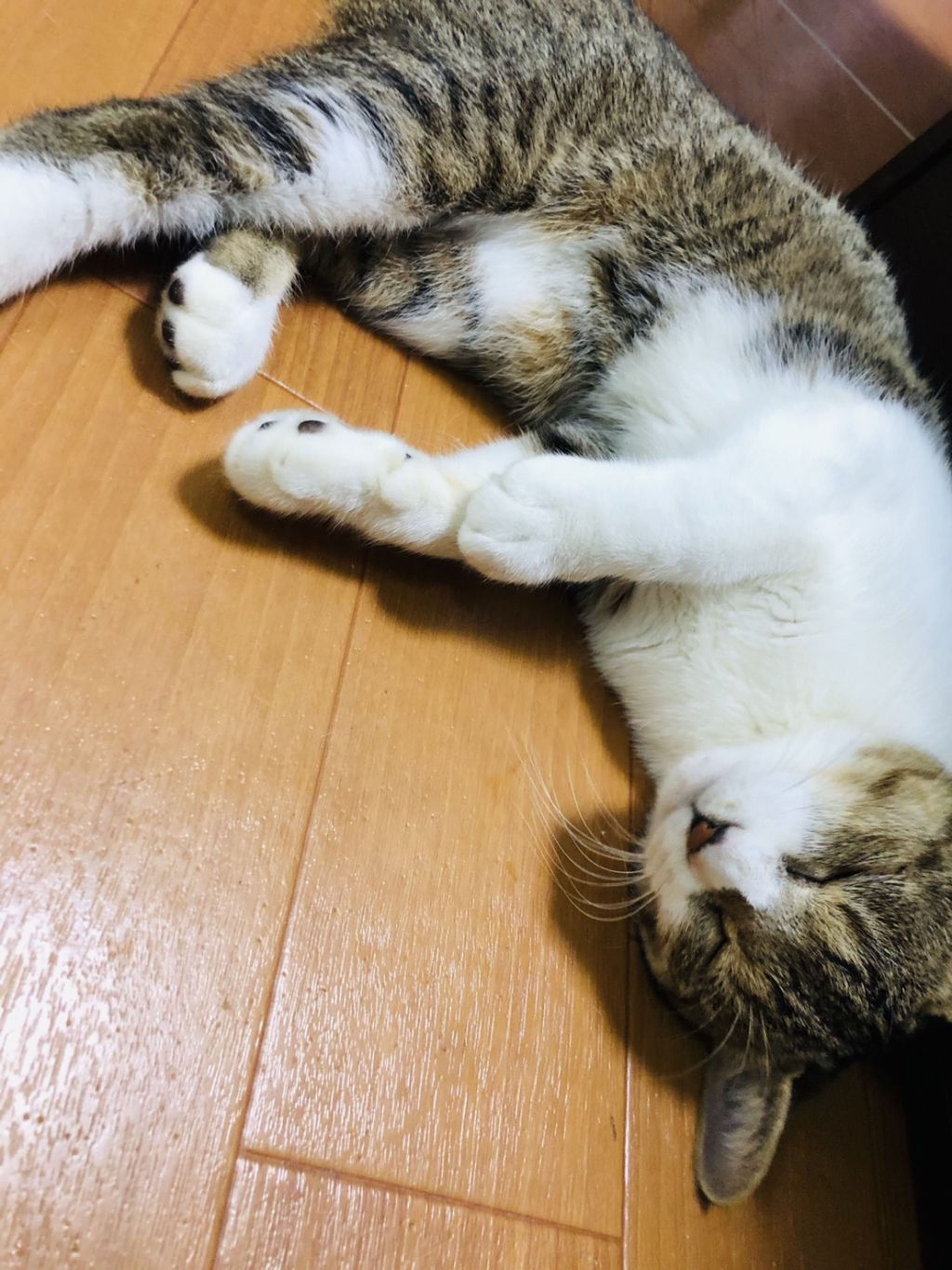 pet-image-8