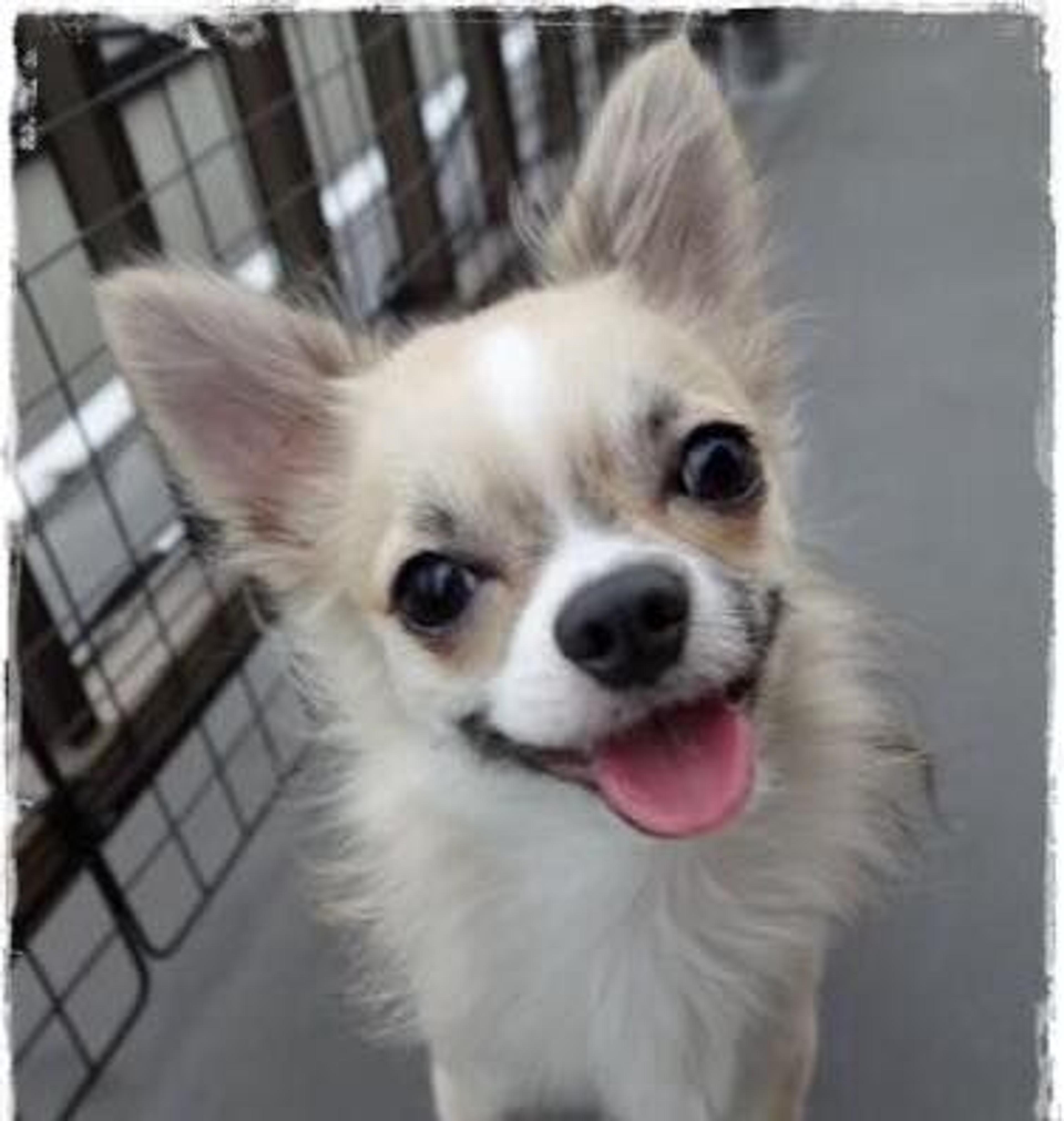 pet-image-2