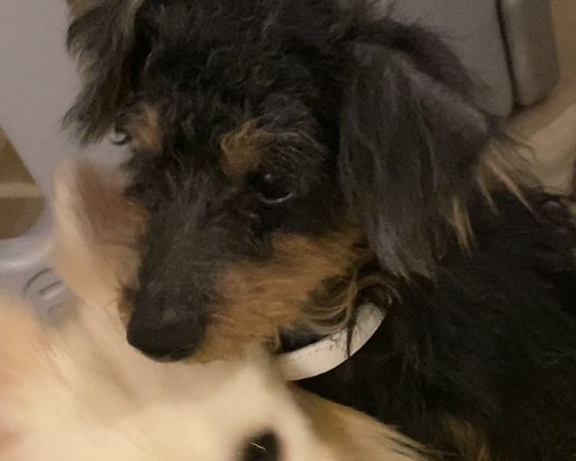 雑種（ミックス犬）・オスの里親募集の写真