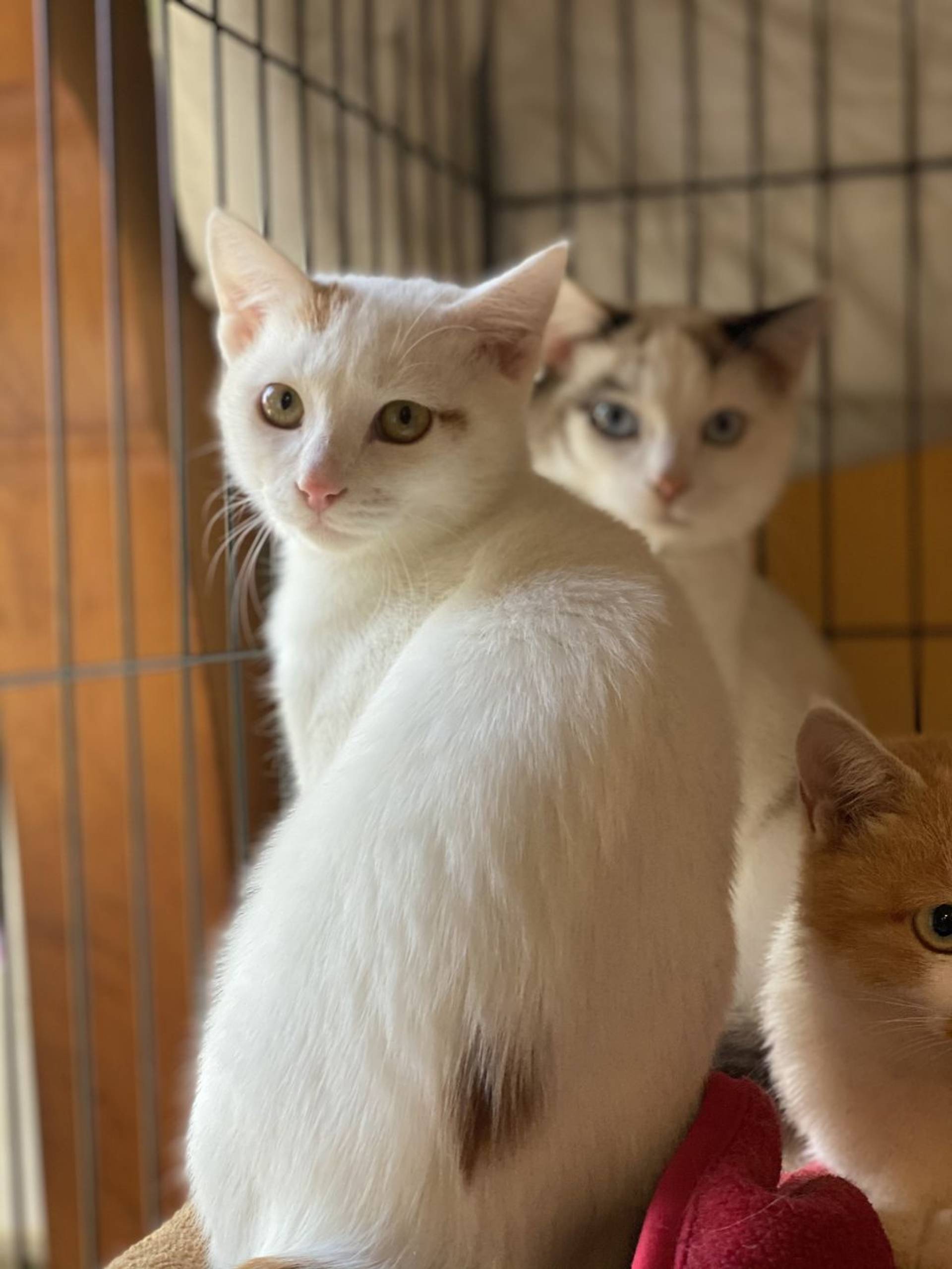 雑種（ミックス猫）・メスの里親募集の写真