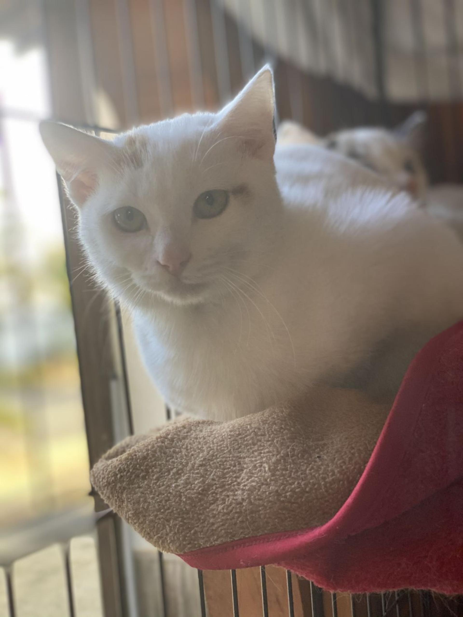 pet-image-3
