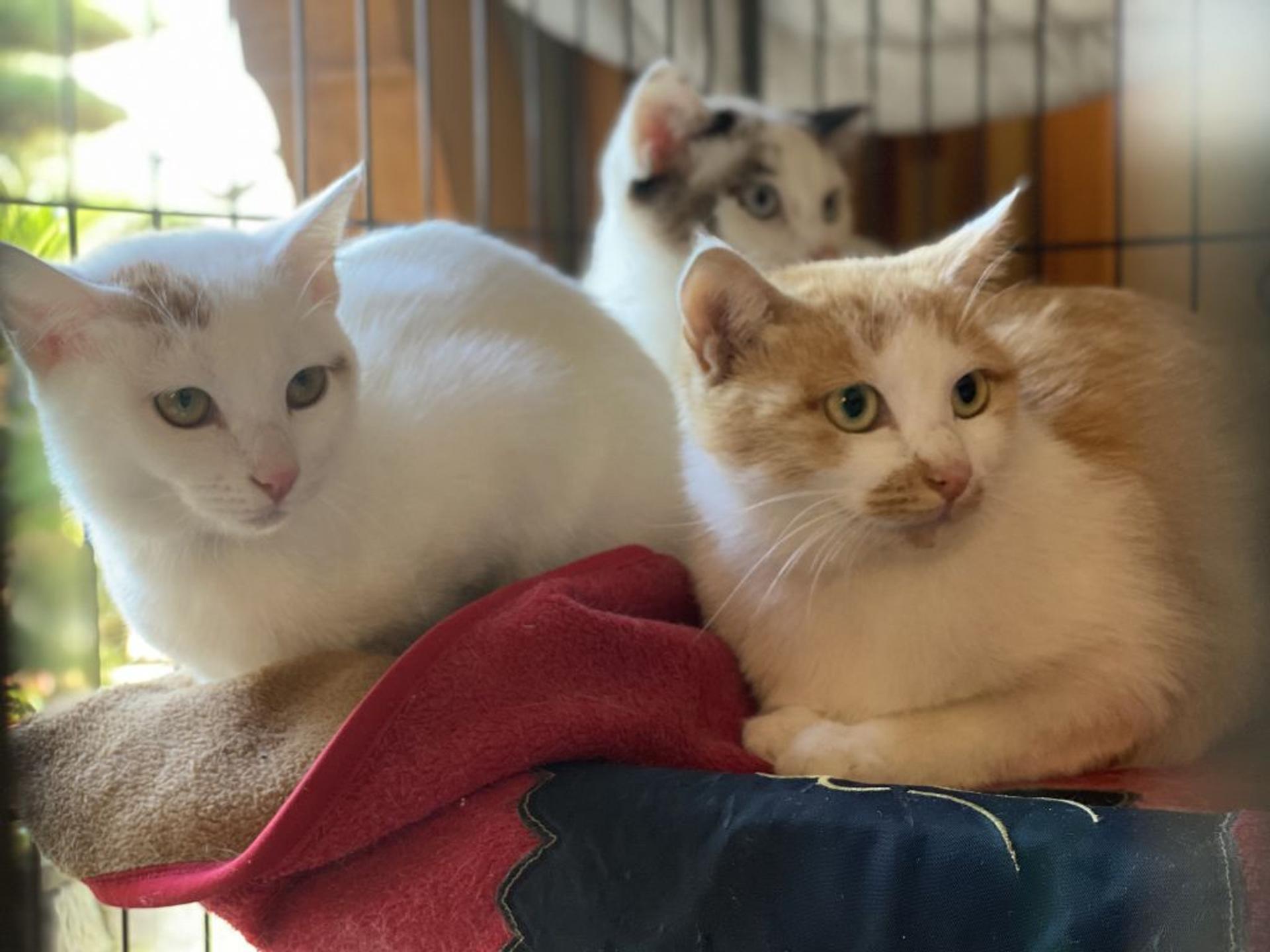 pet-image-4