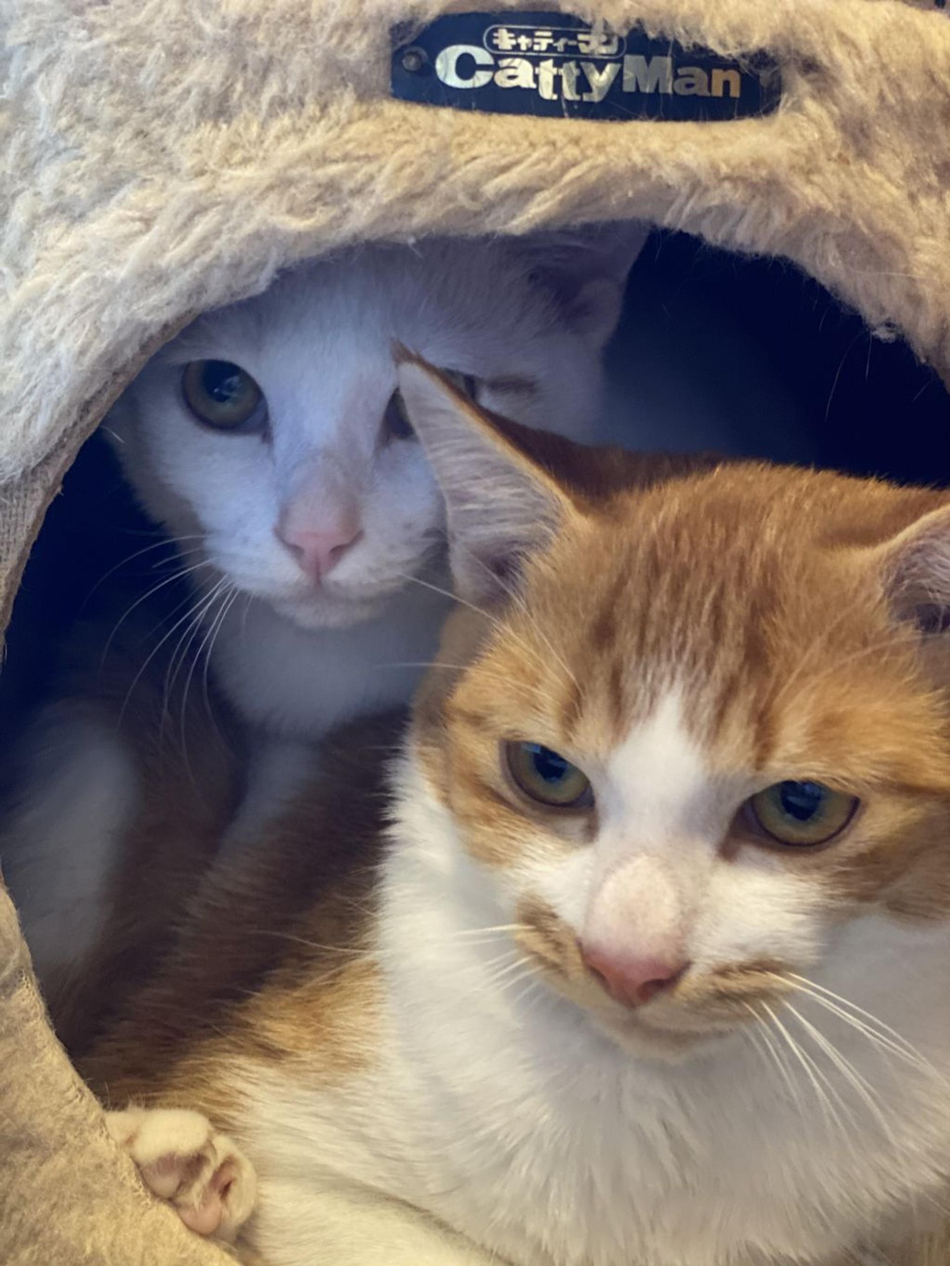pet-image-6