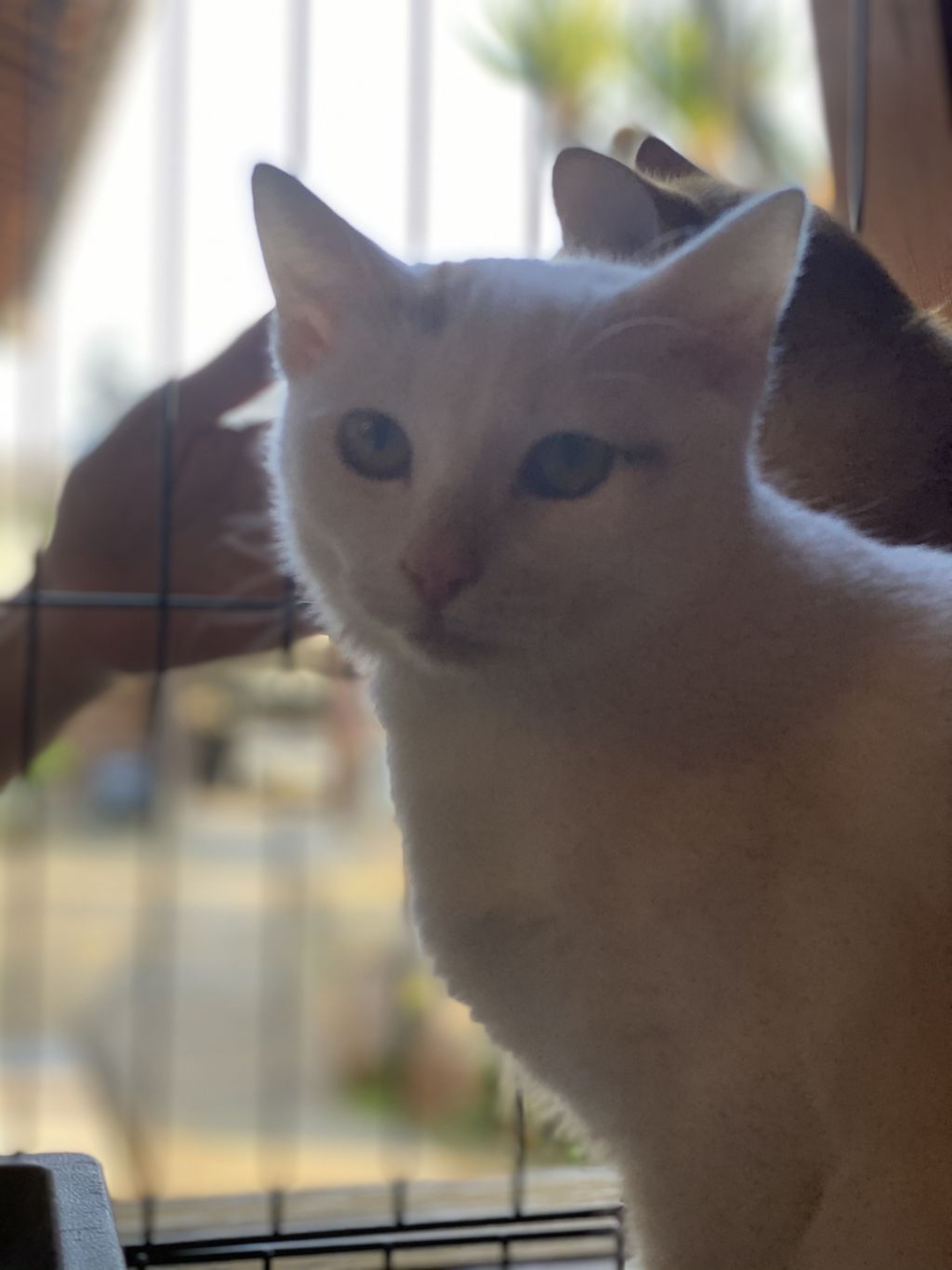 pet-image-7