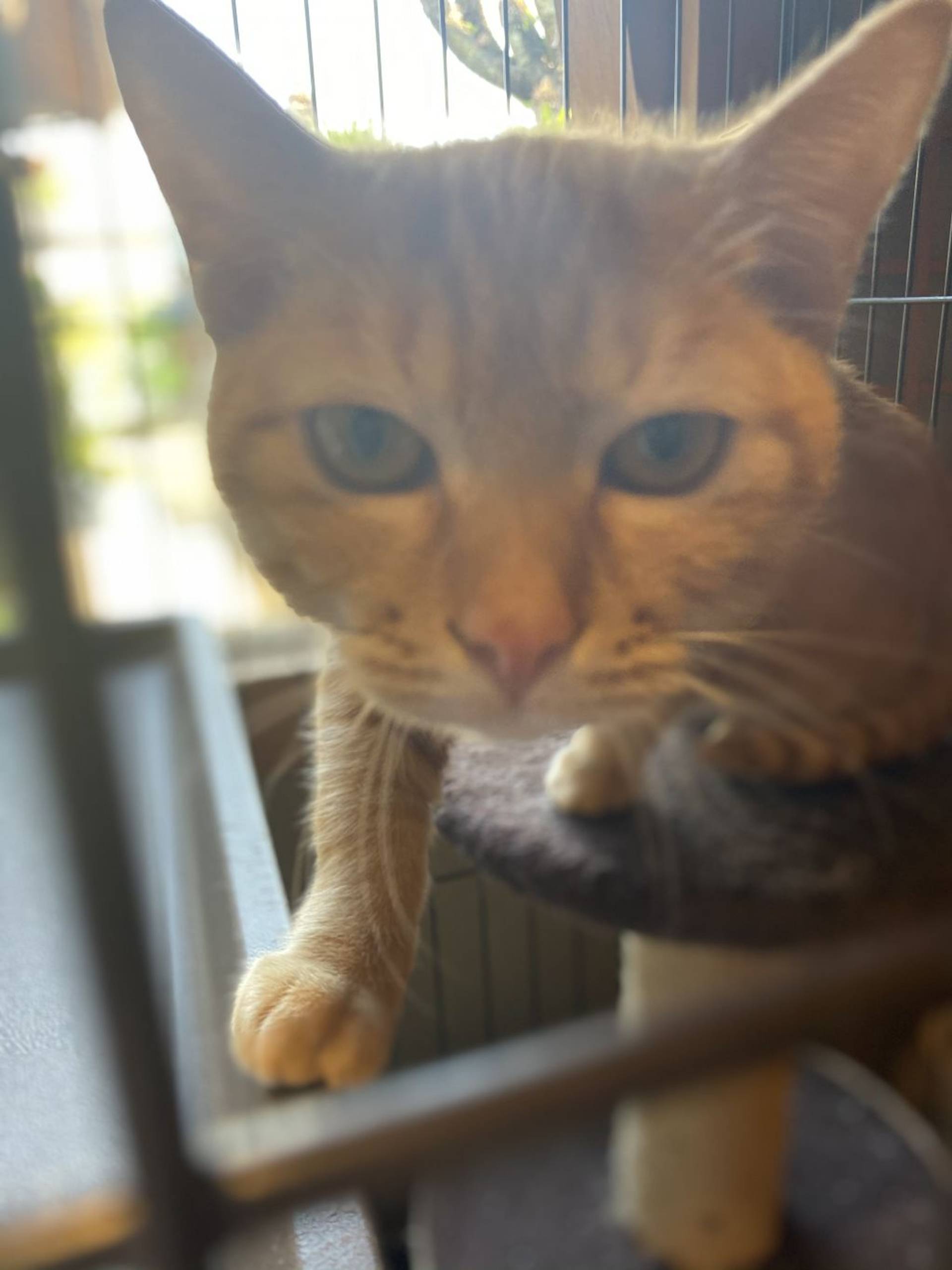 雑種（ミックス猫）・オスの里親募集の写真