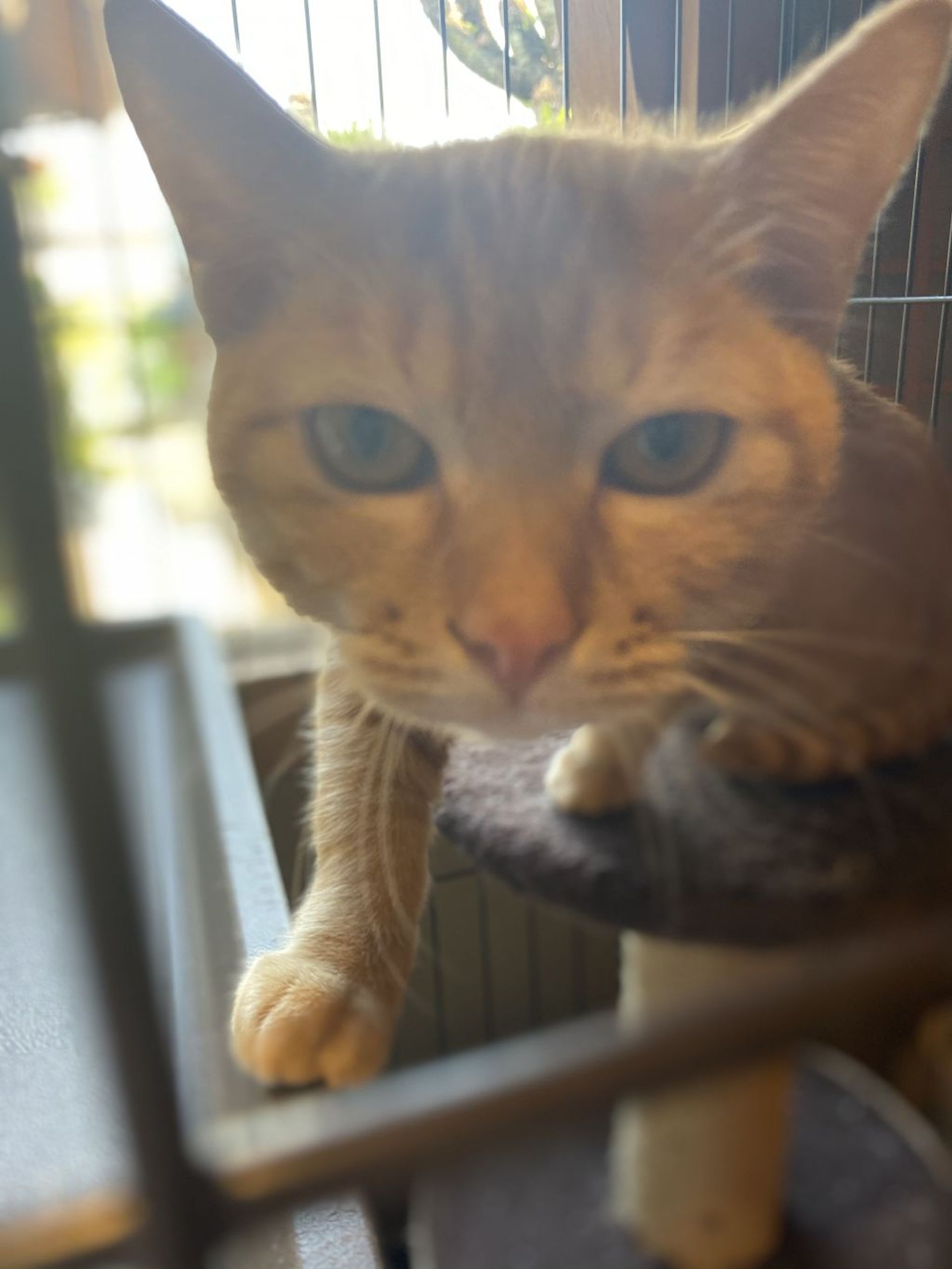 雑種（ミックス猫）・オスの里親募集の写真