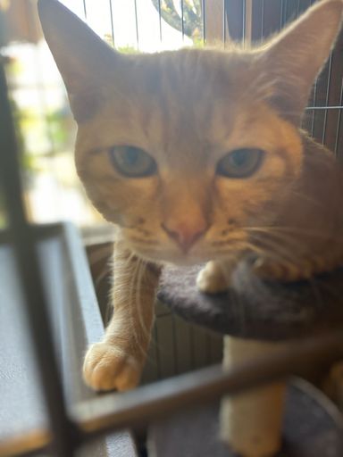 里親様が決定致しましたの写真