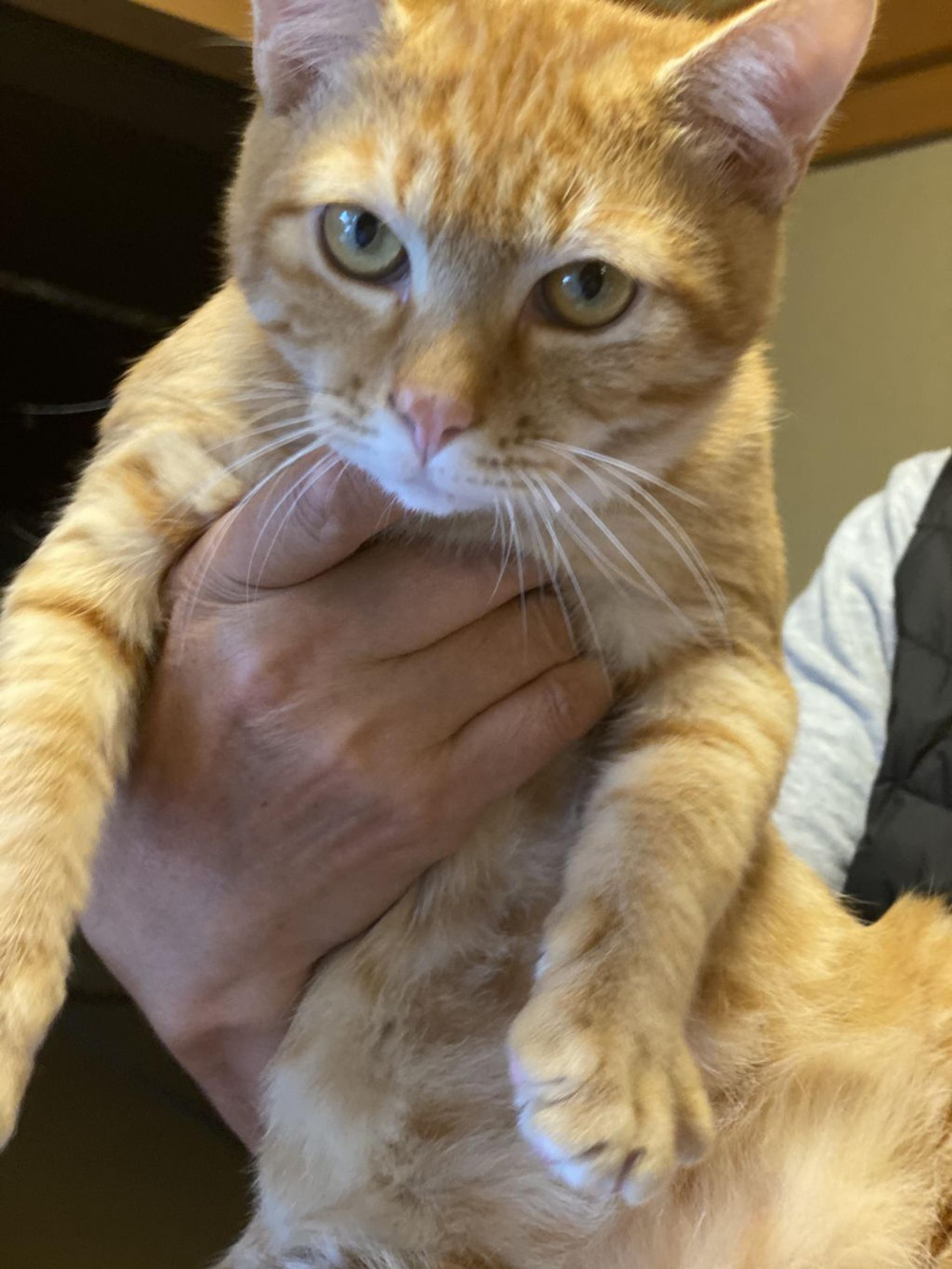 pet-image-5