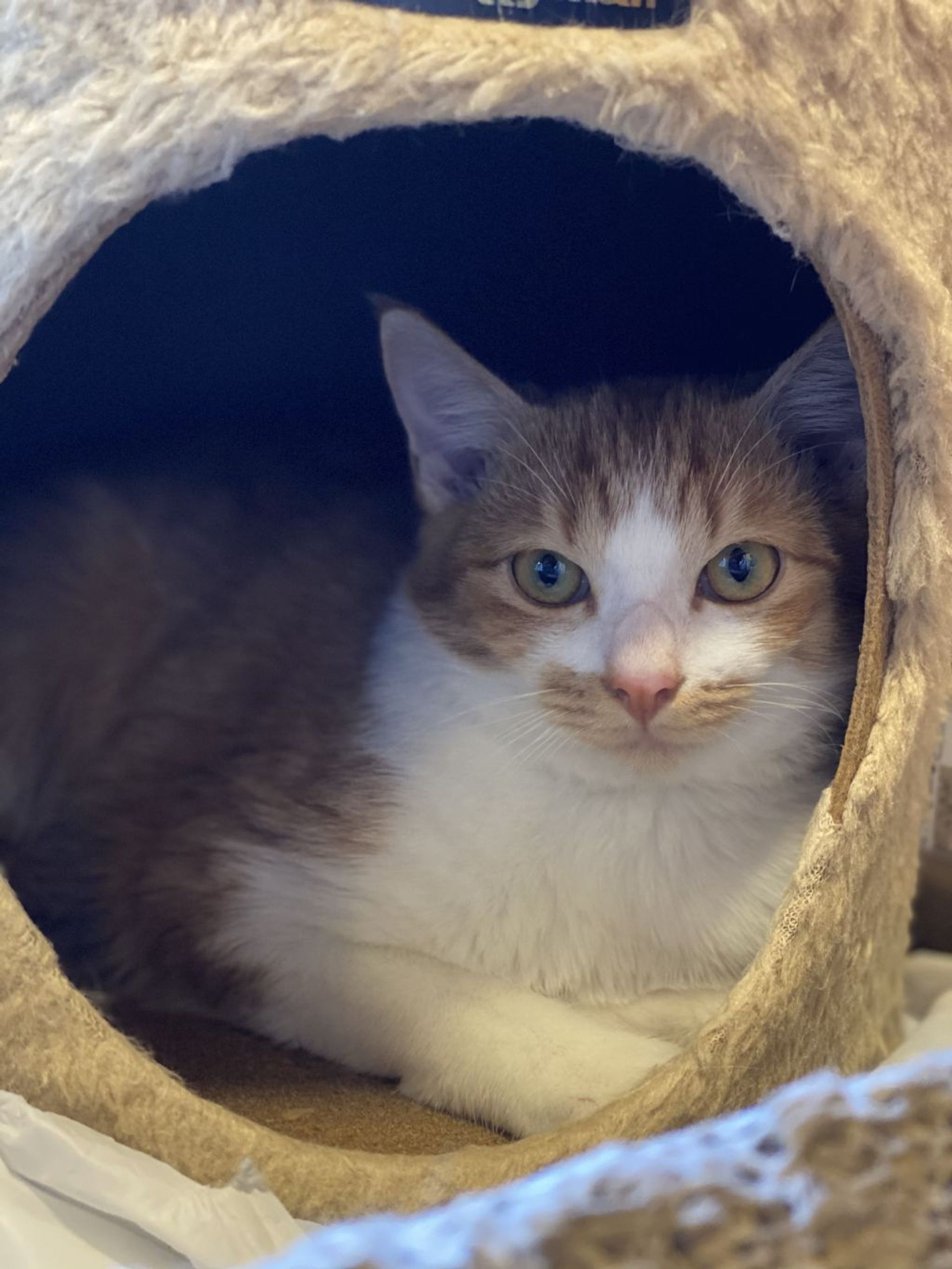 雑種（ミックス猫）・オスの里親募集の写真