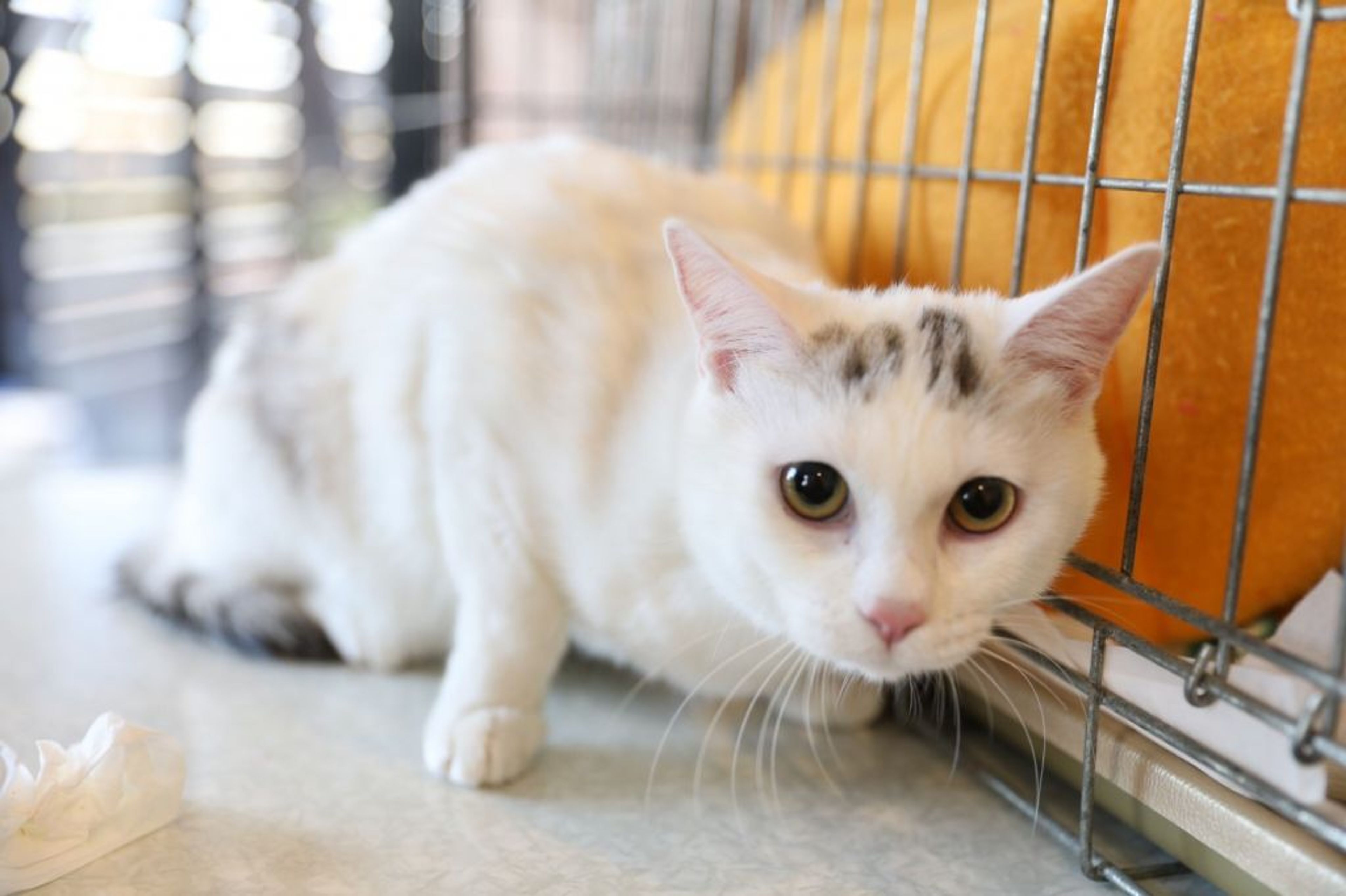 雑種（ミックス猫）・メスの里親募集の写真