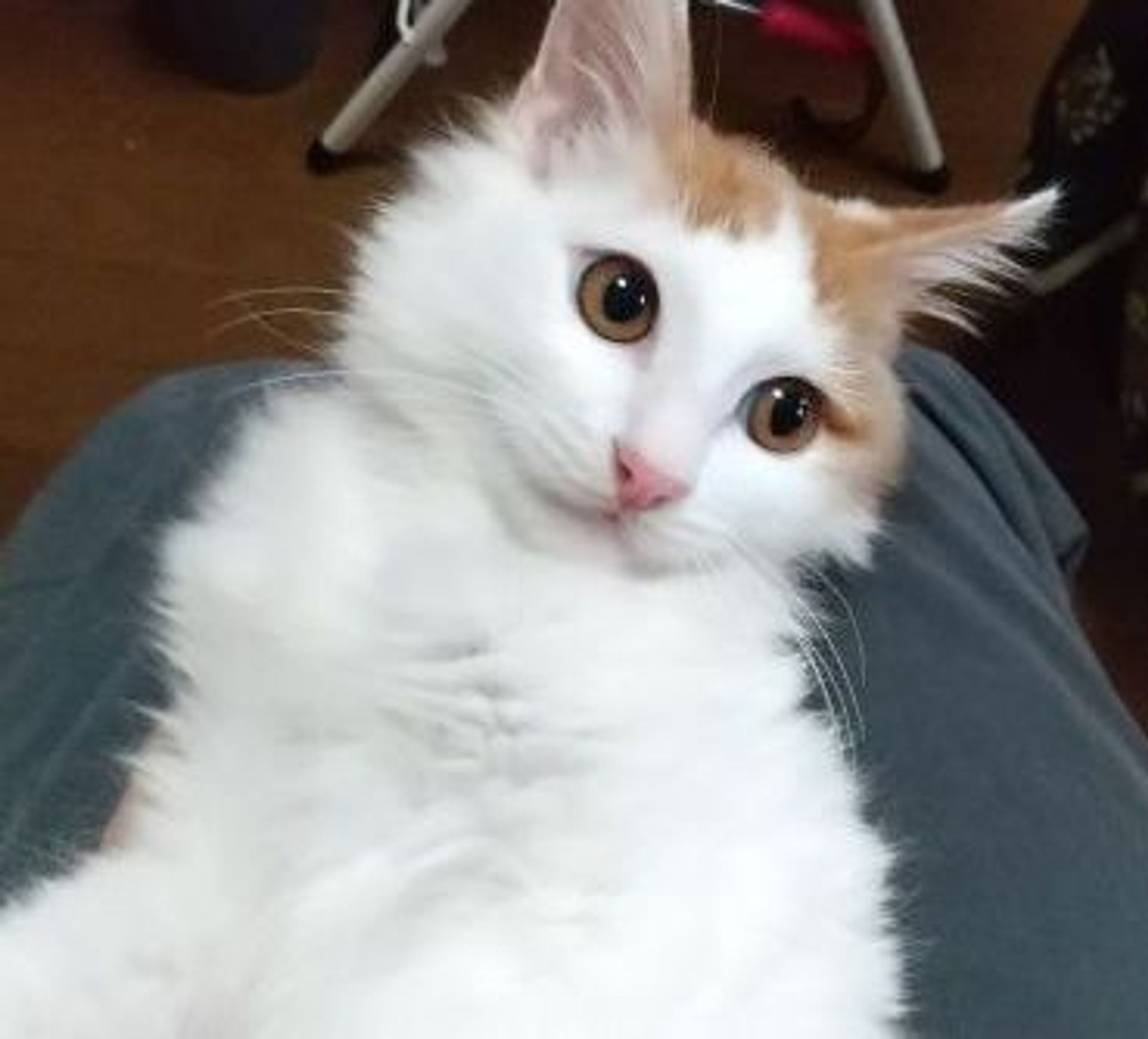 雑種（ミックス猫）・オスの里親募集の写真