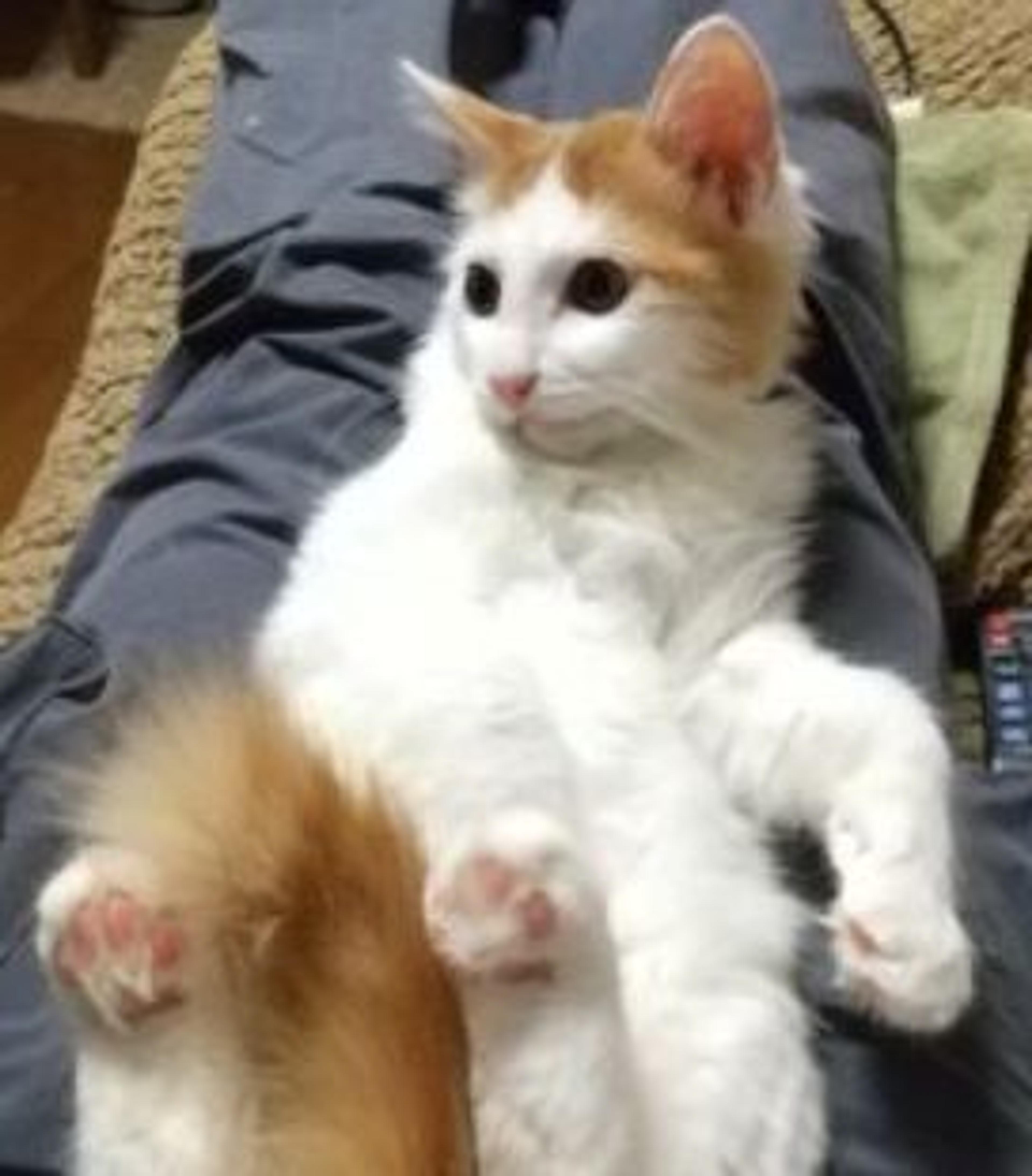pet-image-2