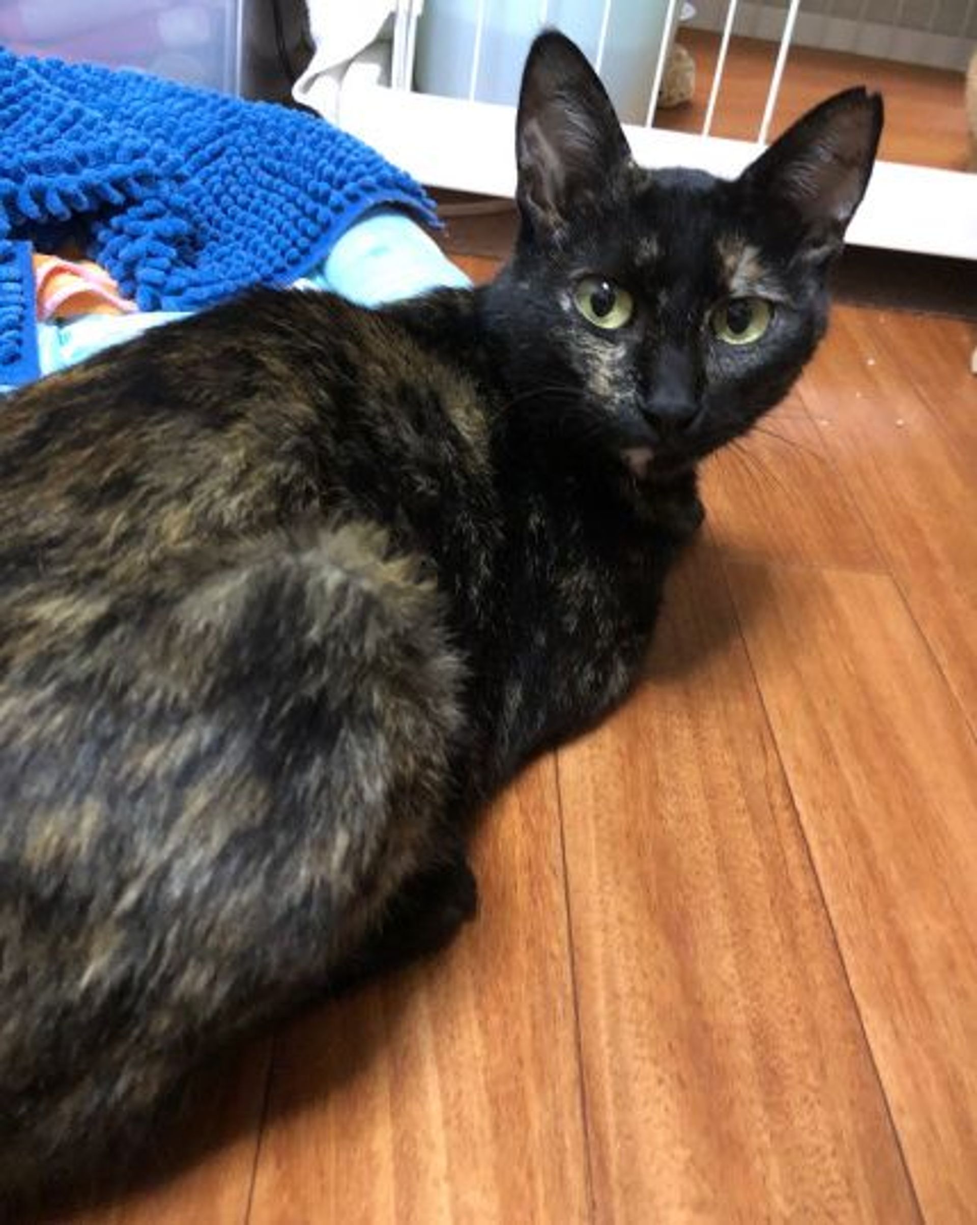 雑種（ミックス猫）・メスの里親募集の写真