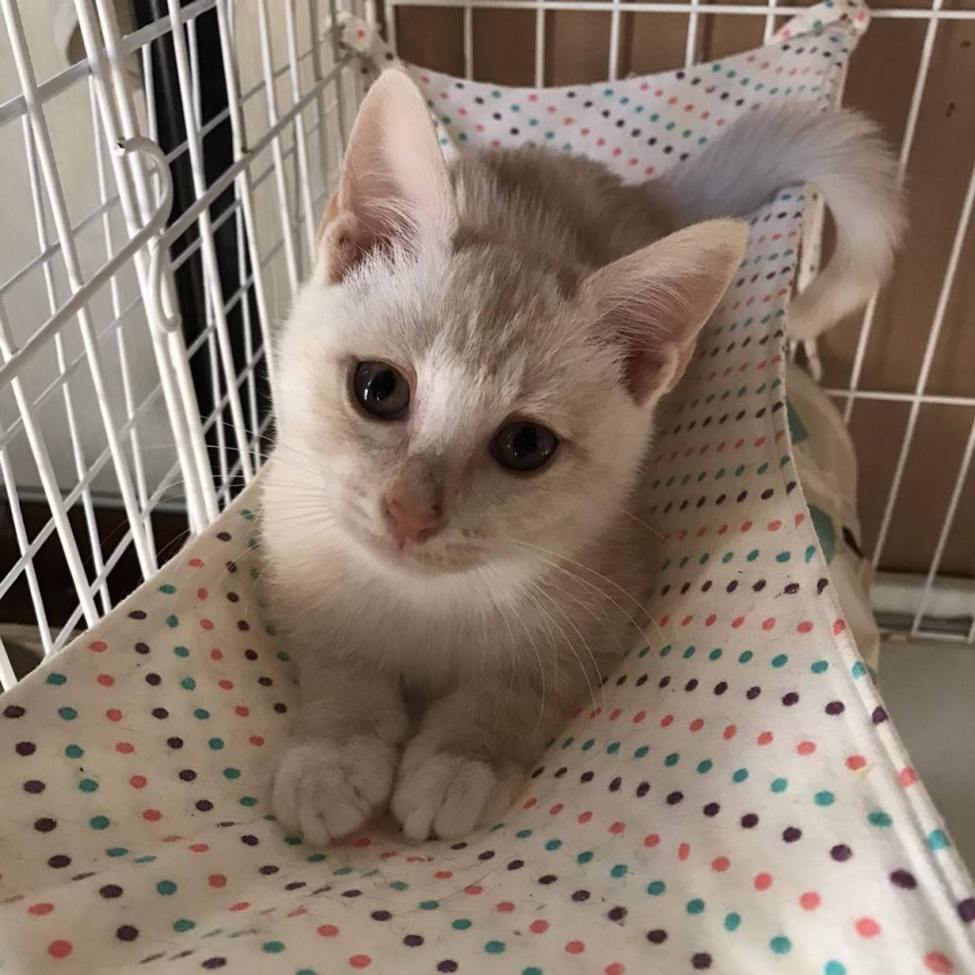 雑種（ミックス猫）・オスの里親募集の写真