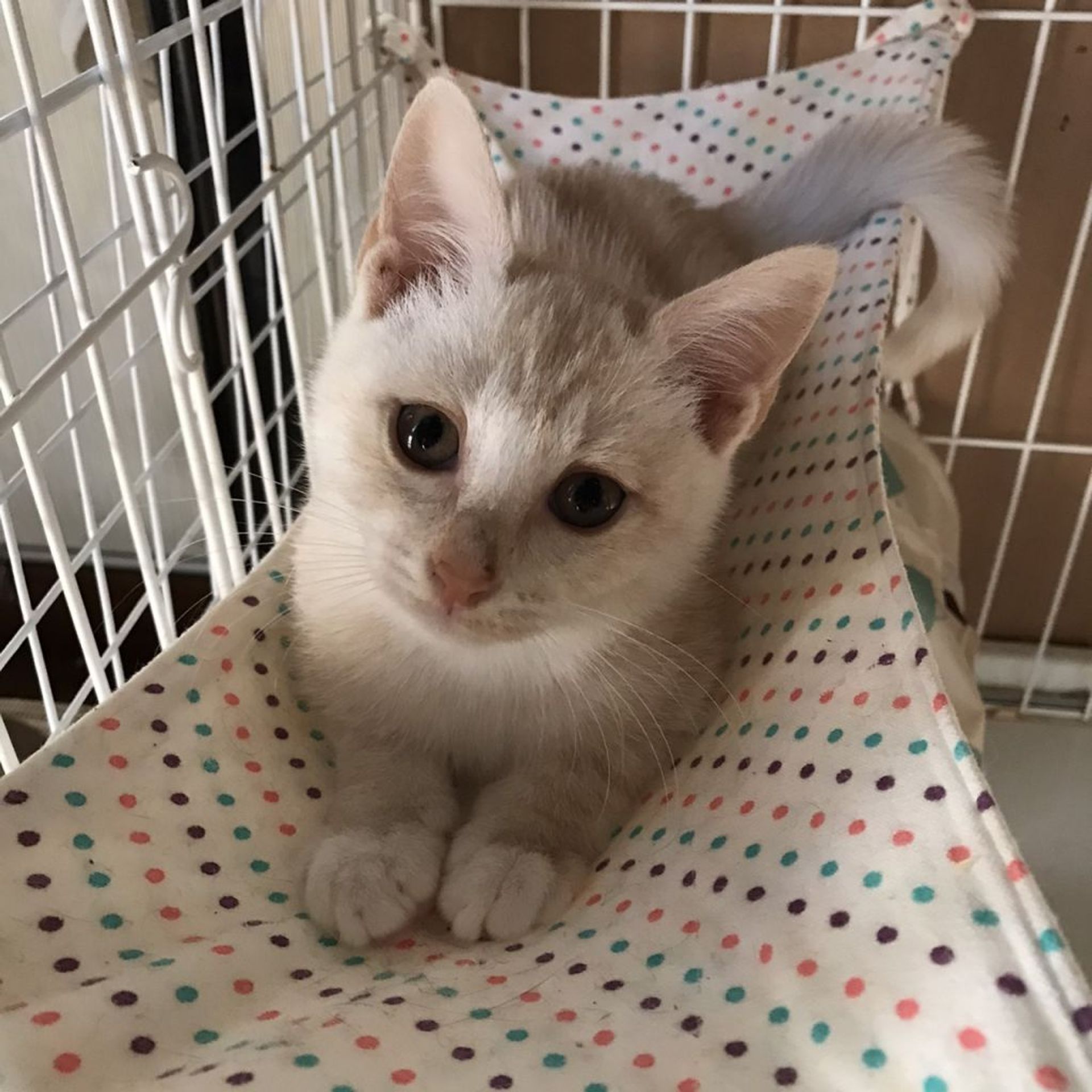 雑種（ミックス猫）・オスの里親募集の写真