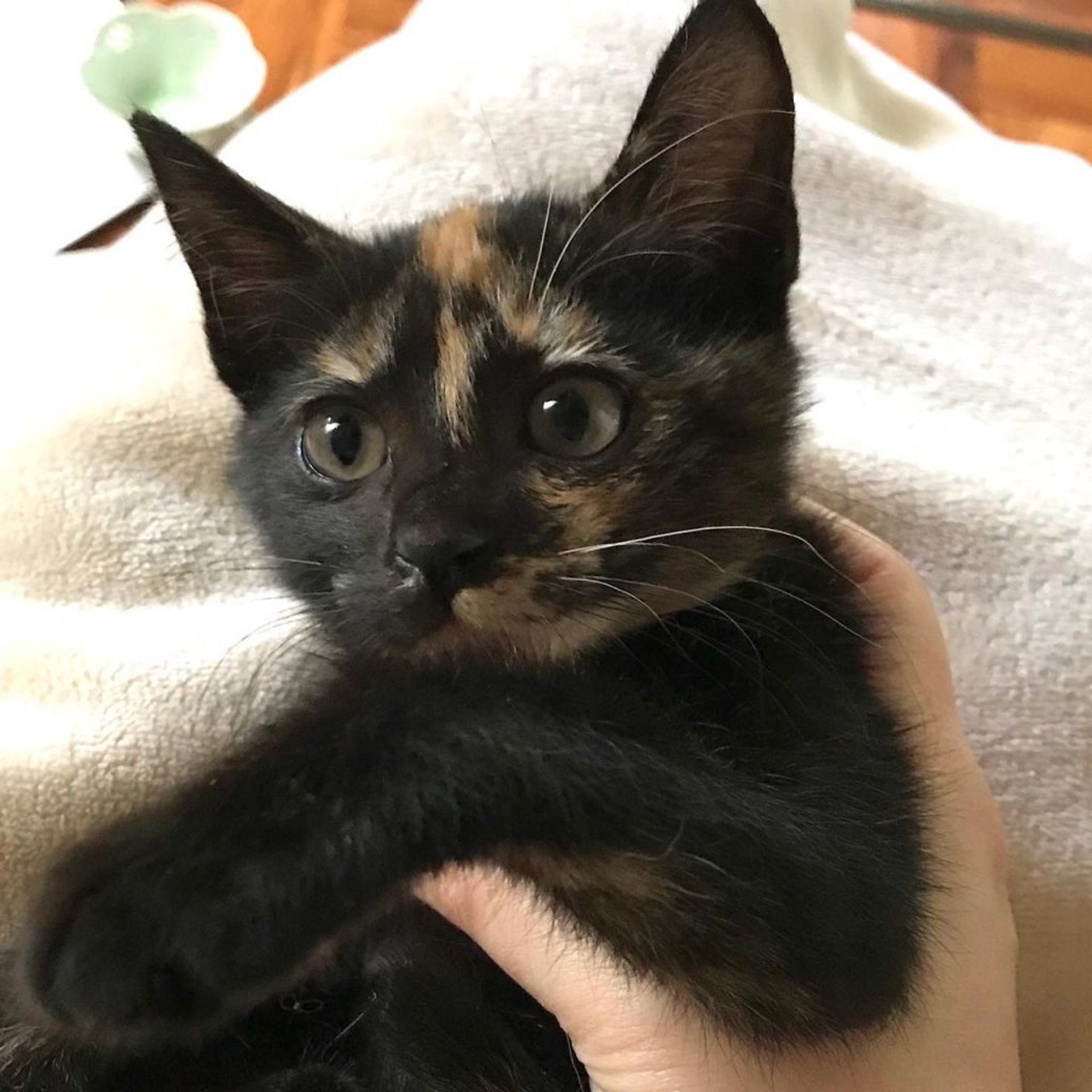 雑種（ミックス猫）・メスの里親募集の写真
