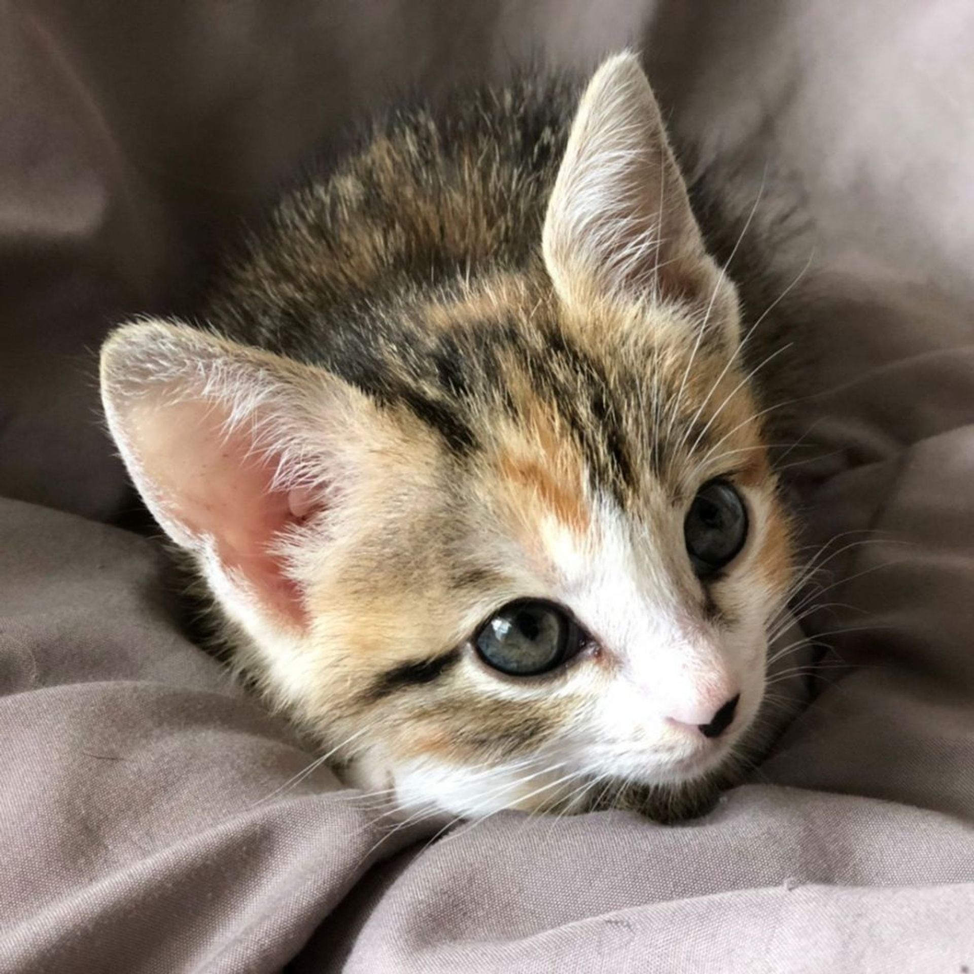 雑種（ミックス猫）・メスの里親募集の写真
