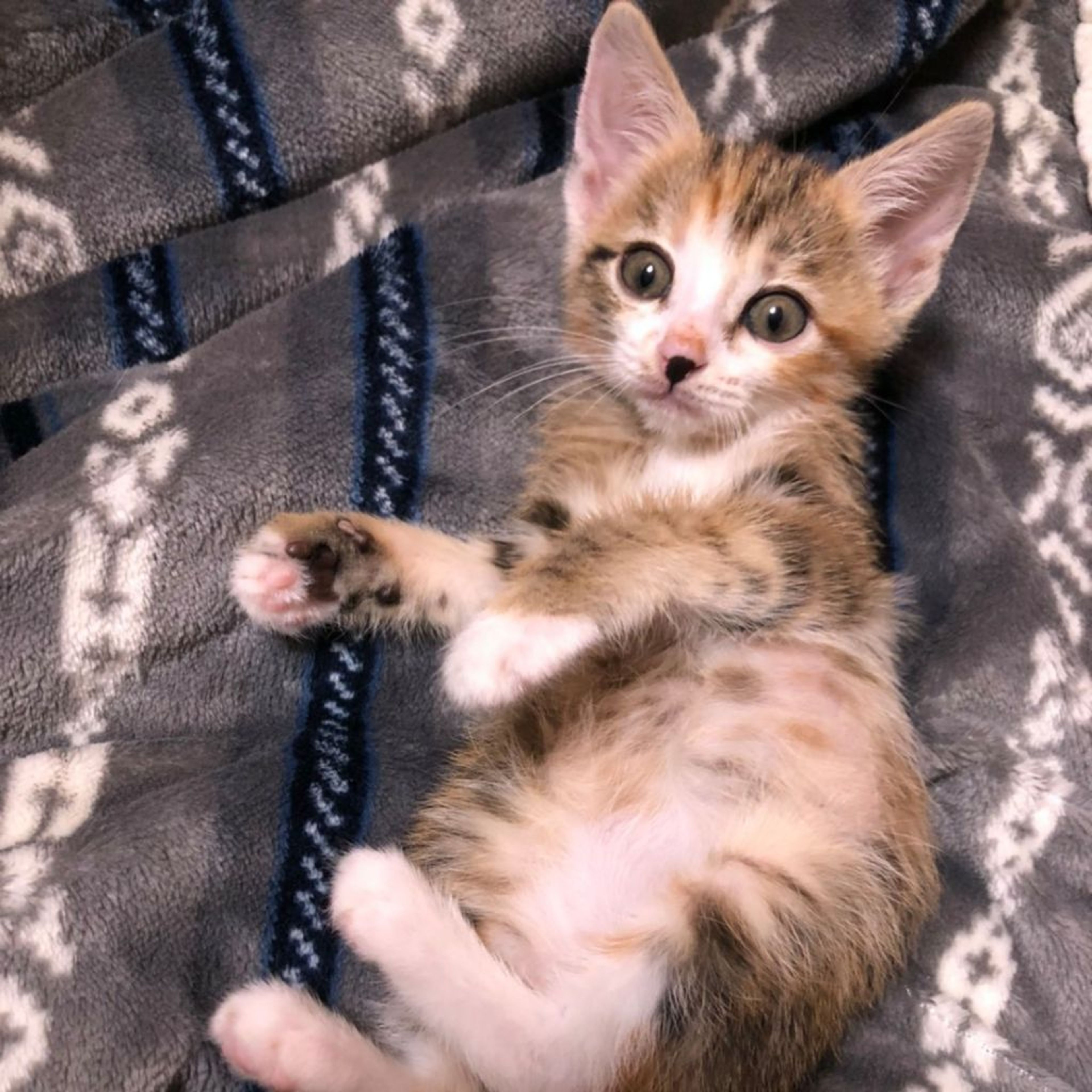 pet-image-2