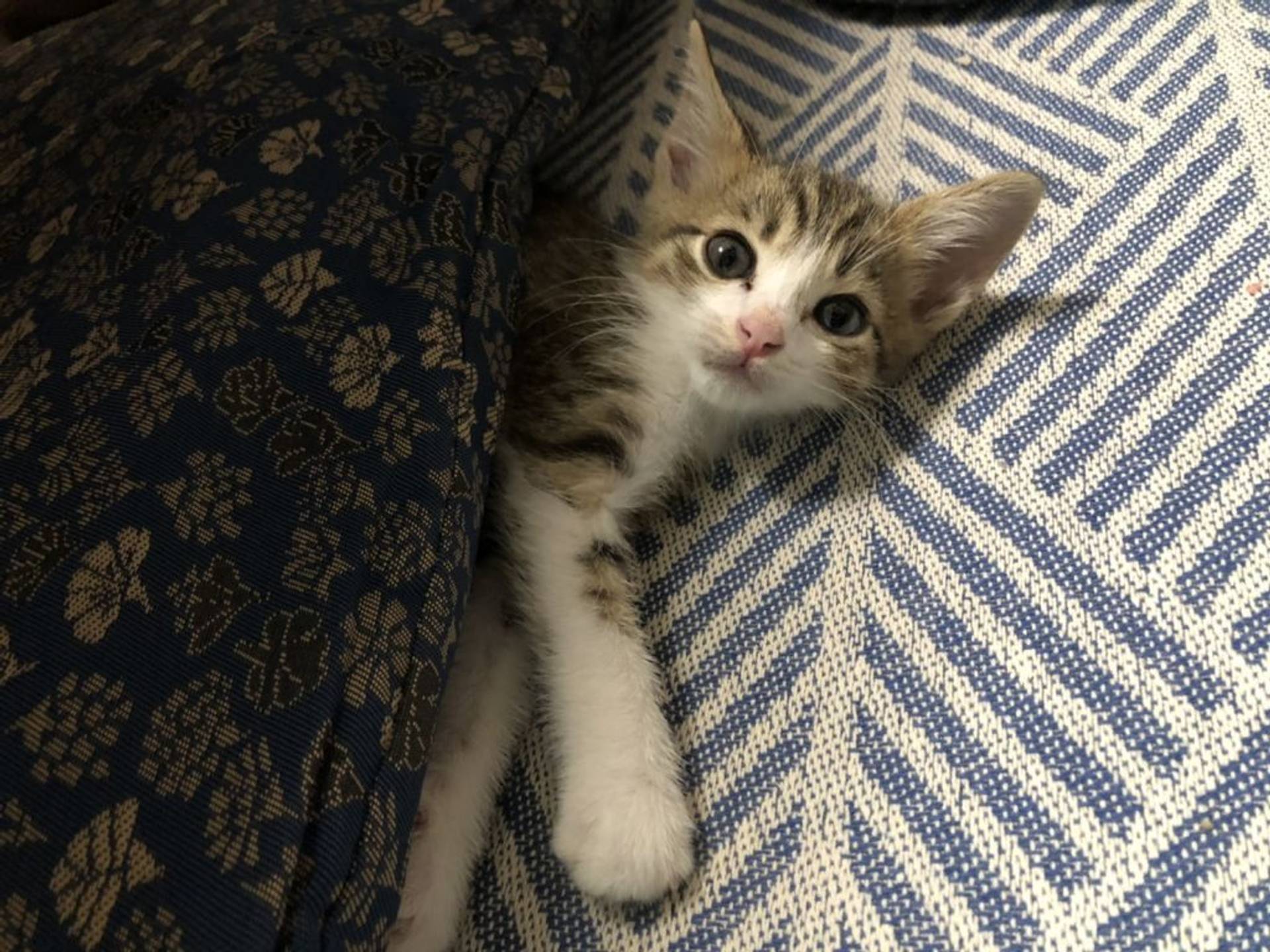 雑種（ミックス猫）・オスの里親募集の写真