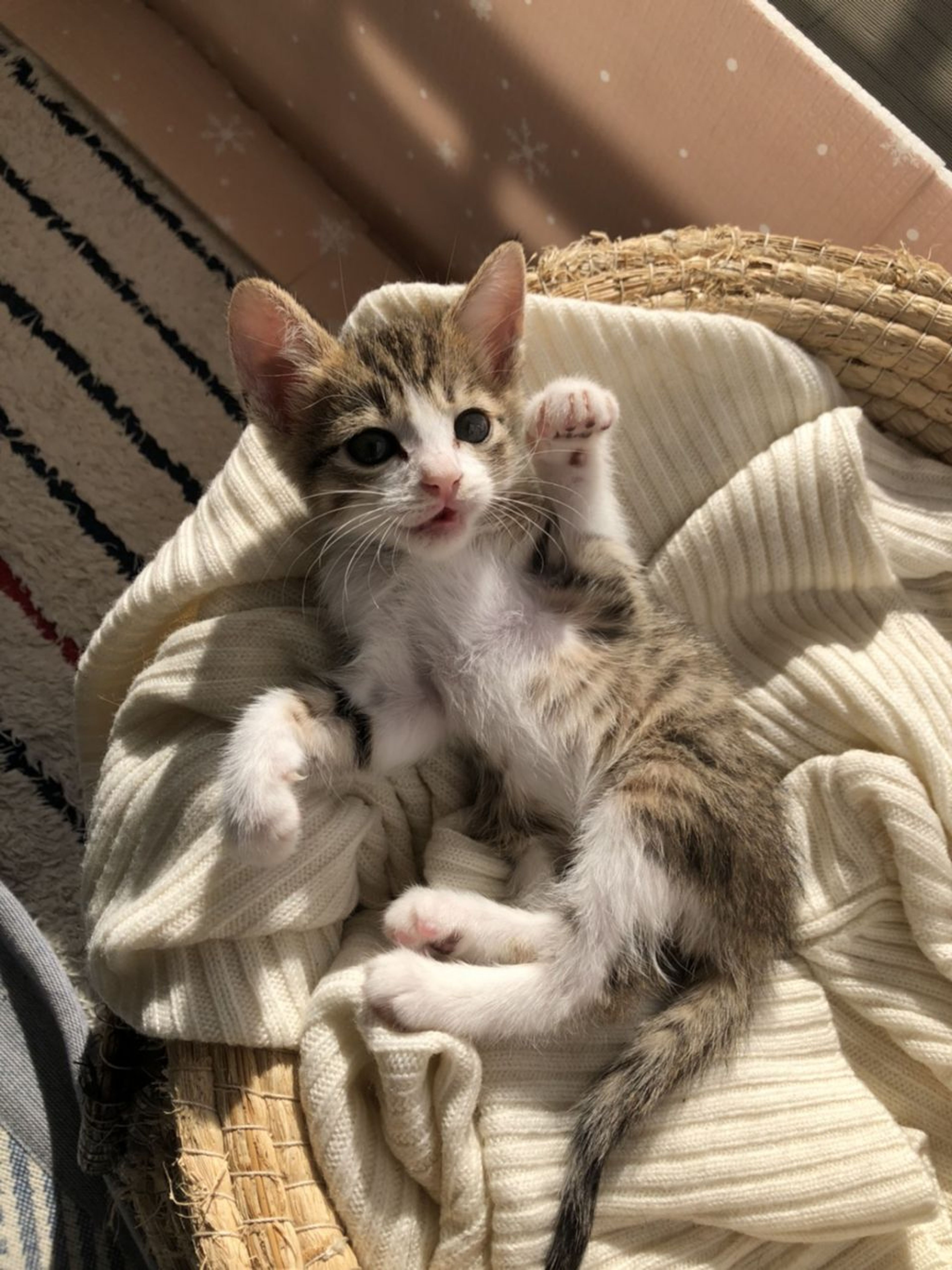 pet-image-2