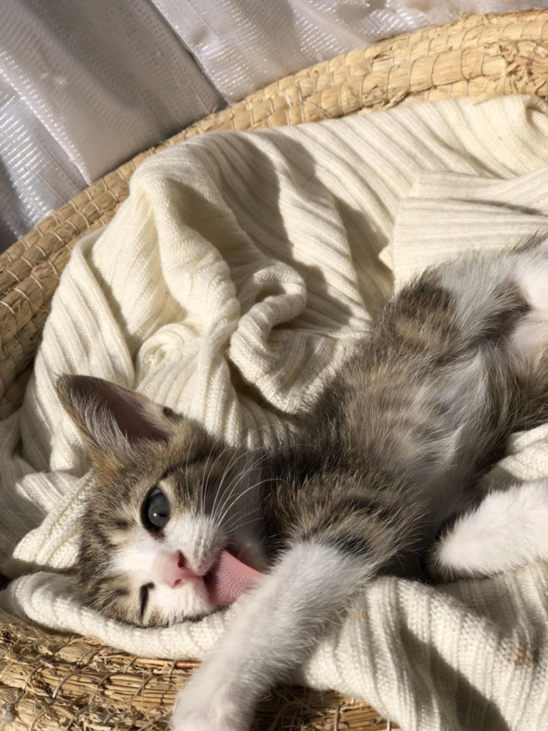 pet-image-3
